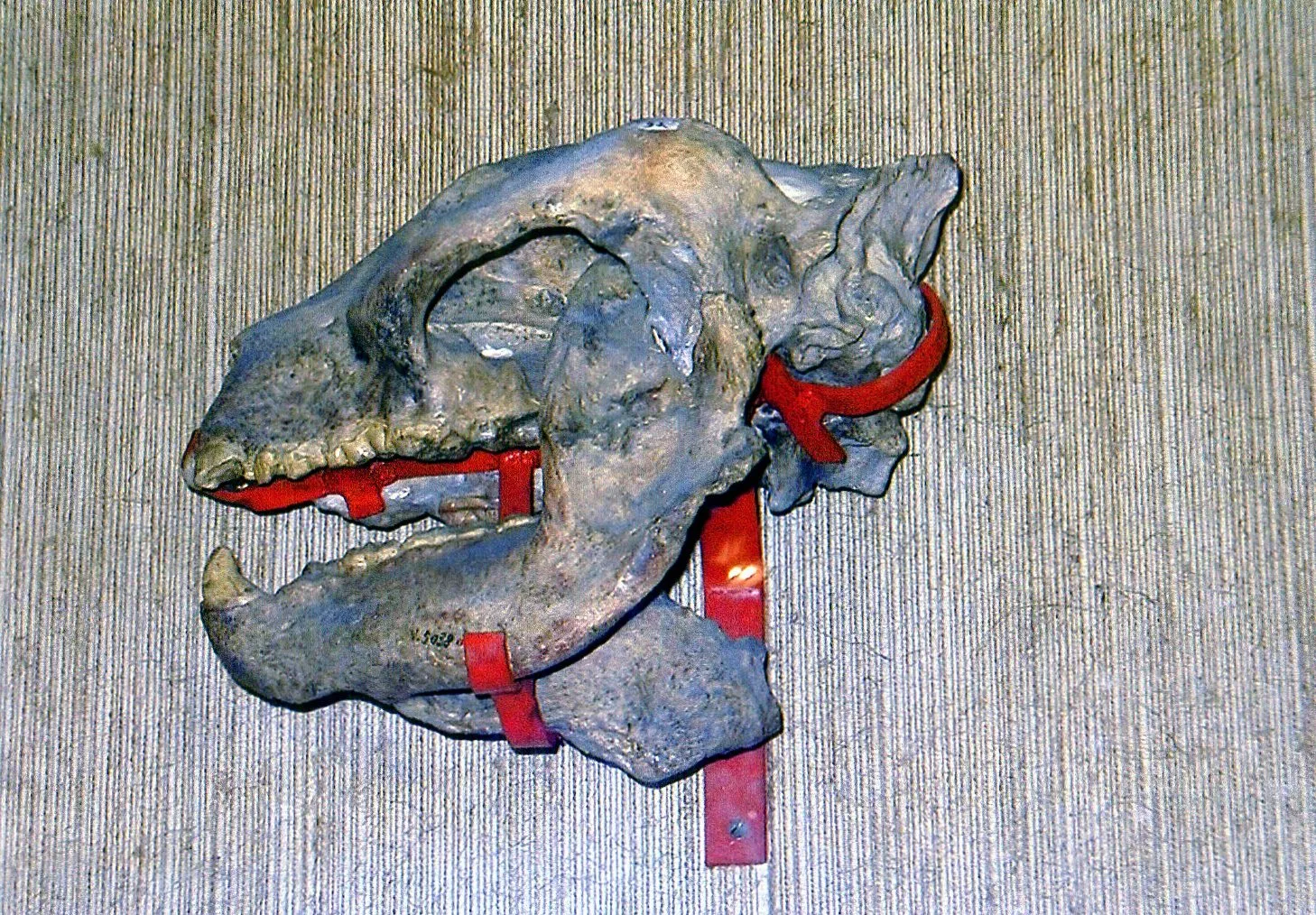 中国旅行記＠上海市内観光＆上海自然博物館編。上海自然博物館にある、パンダの祖先の化石