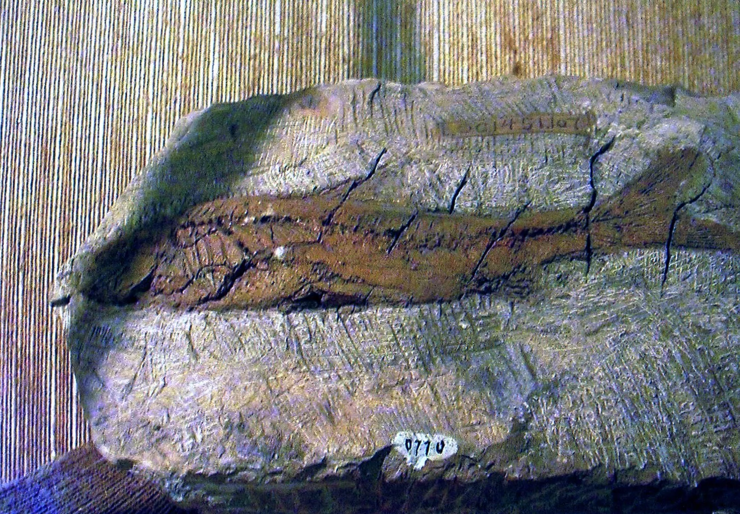 上海自然博物館にある、古代魚の化石