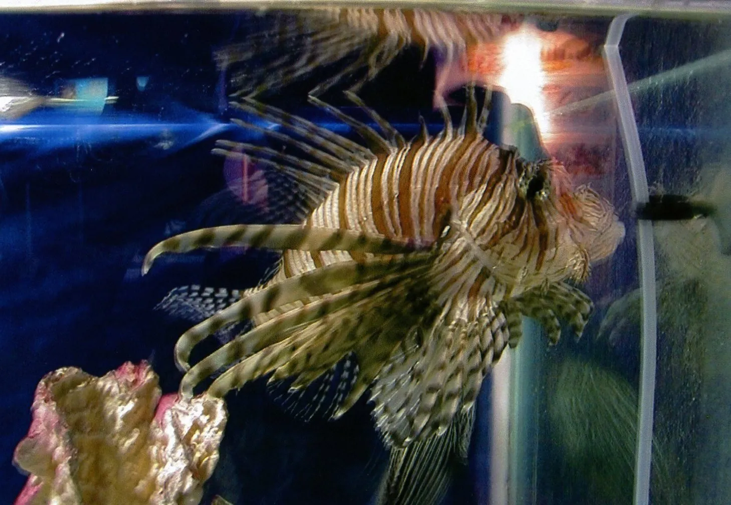 上海自然博物館にいるミノカサゴ