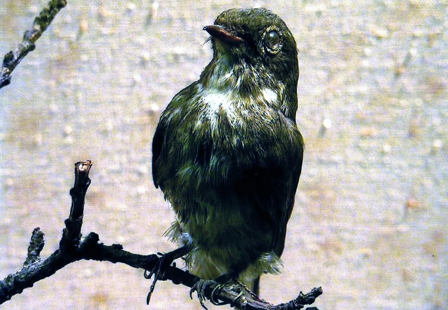 上海自然博物館にある小鳥の剥製