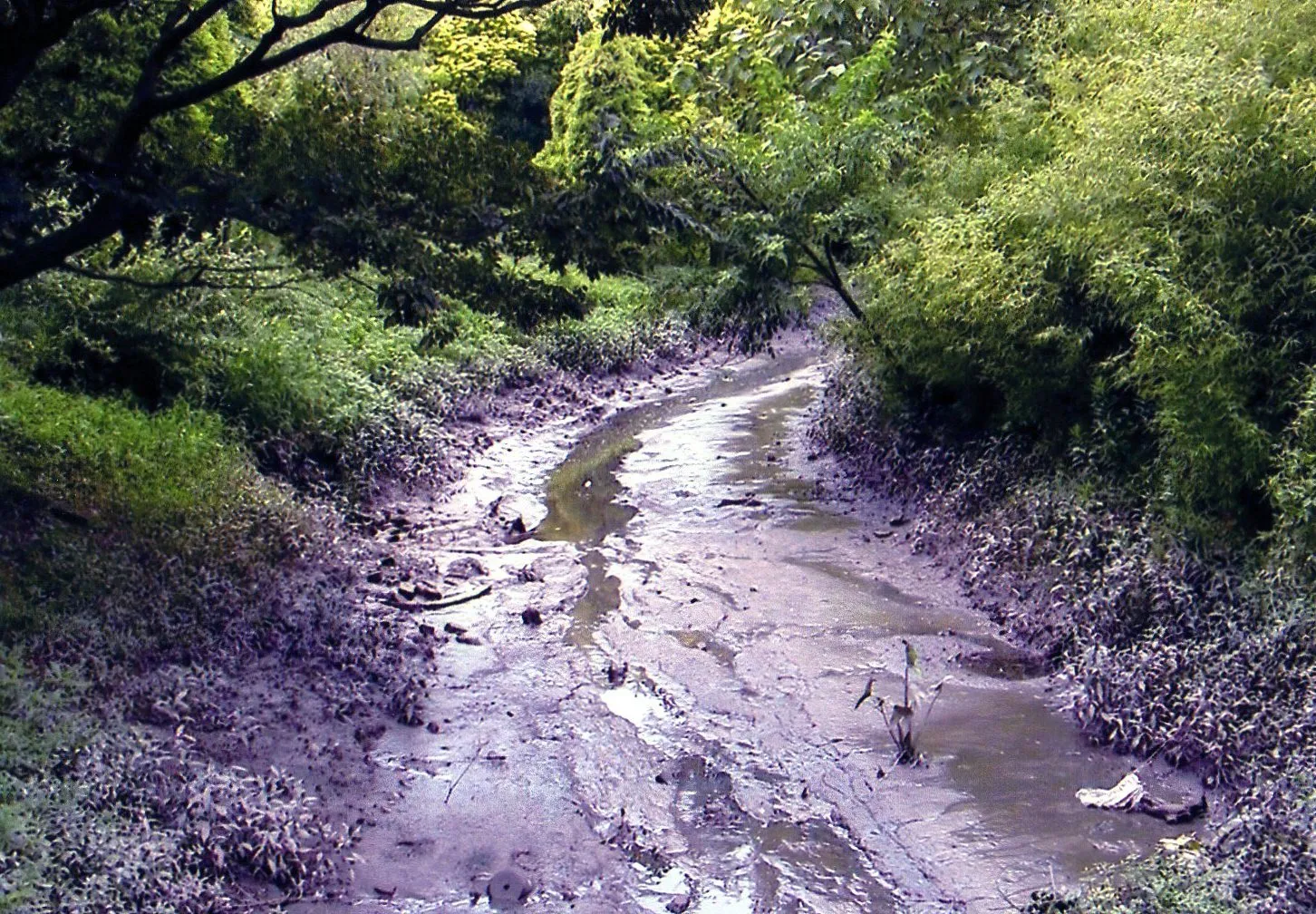 上海植物園の園内にある小川