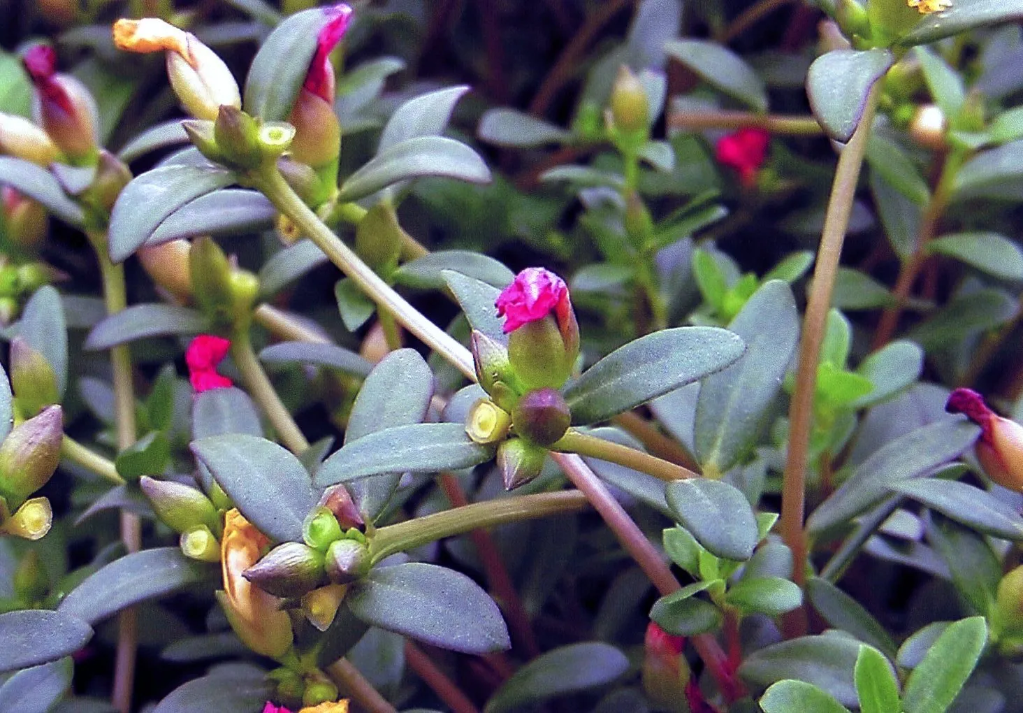 上海植物園に咲いている何かの花