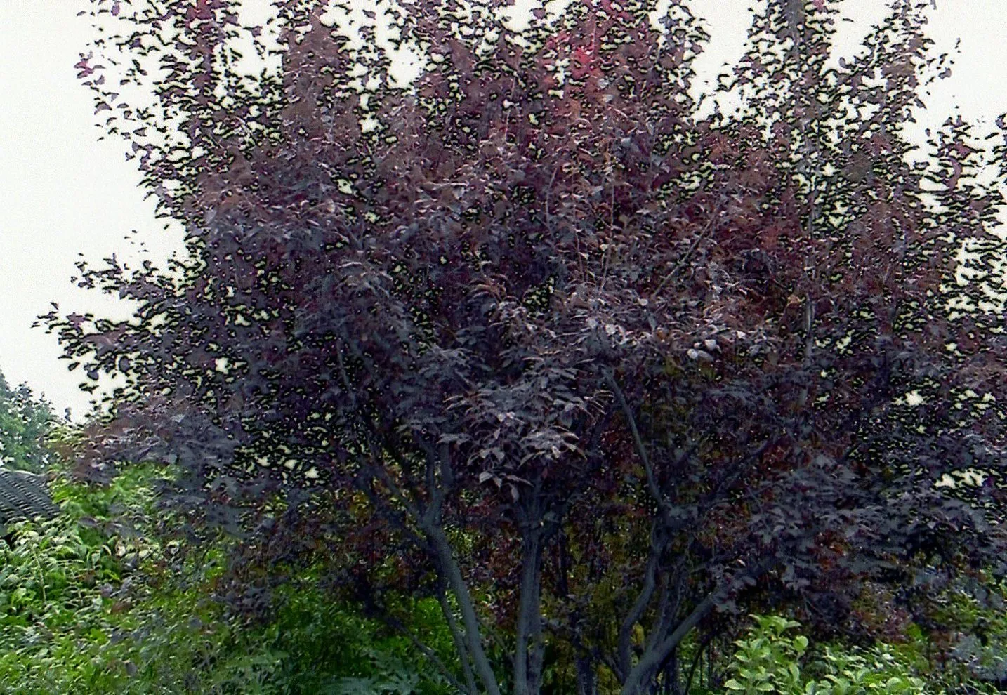 上海植物園の園内の木
