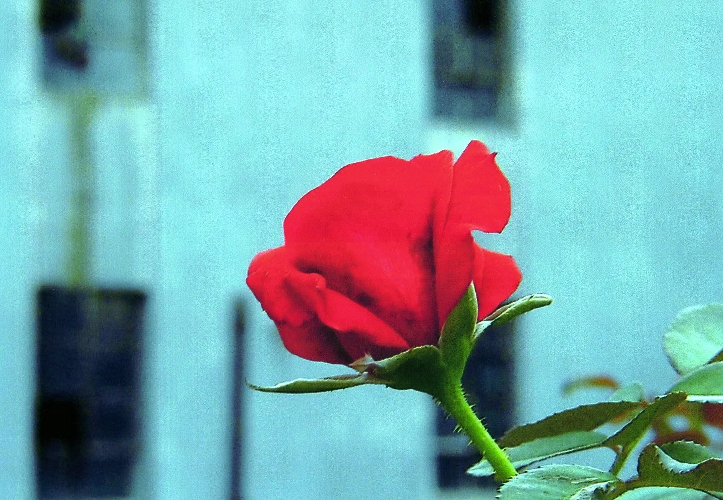 上海植物園の何かの赤い花