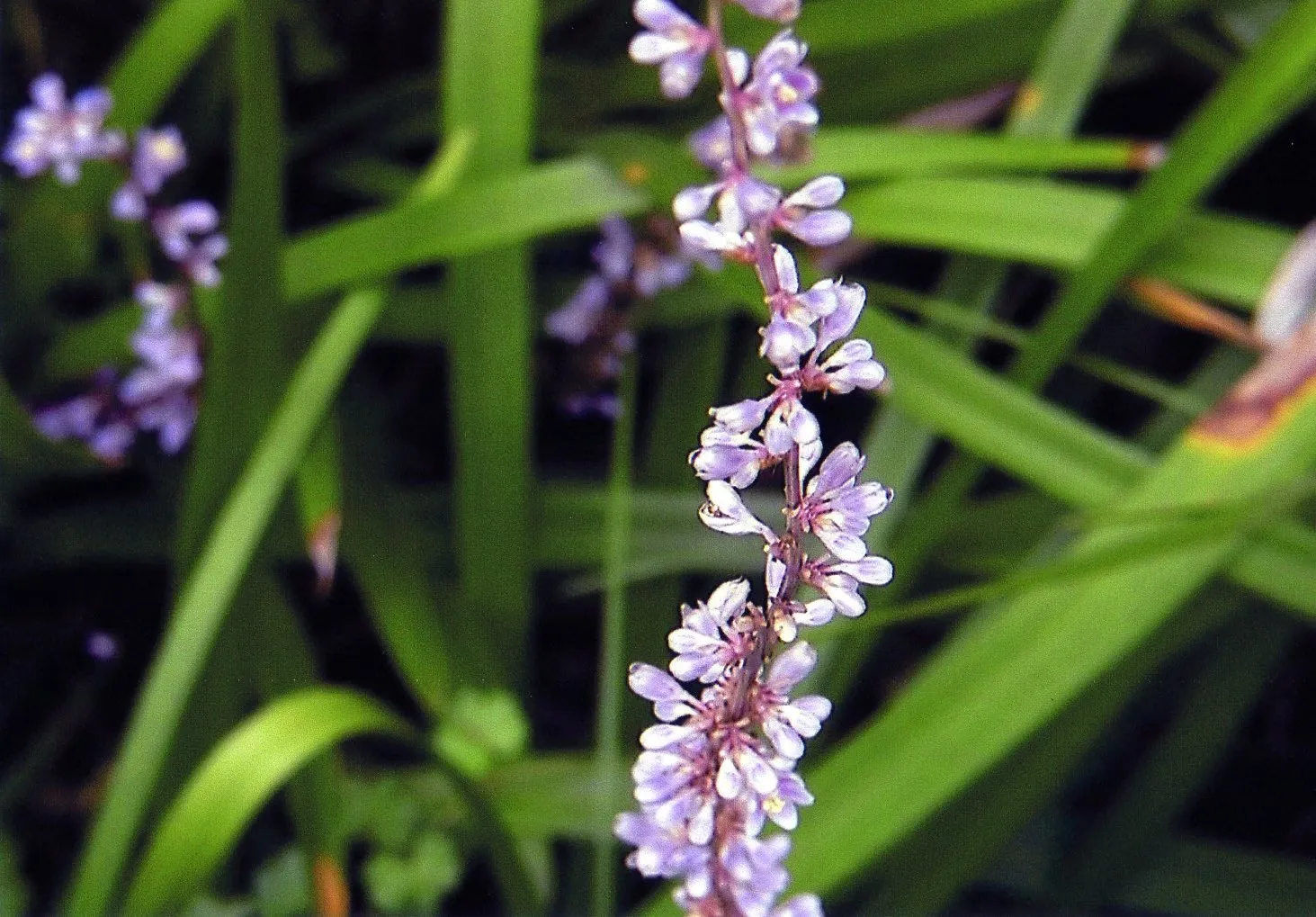 上海植物園の花