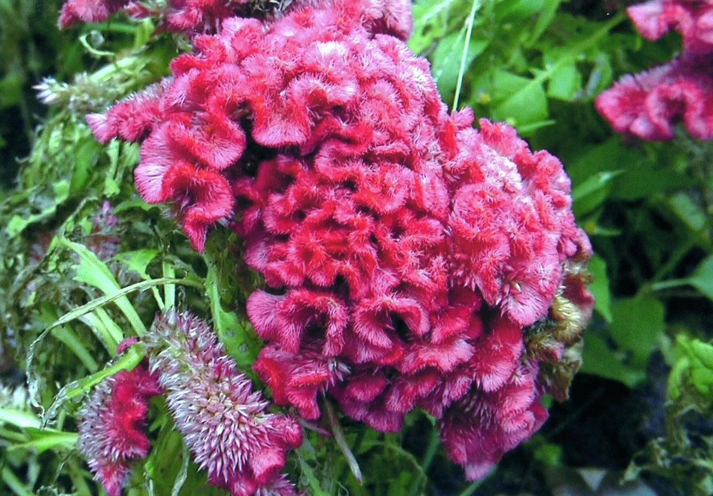 上海植物園の真紅に近い赤い花