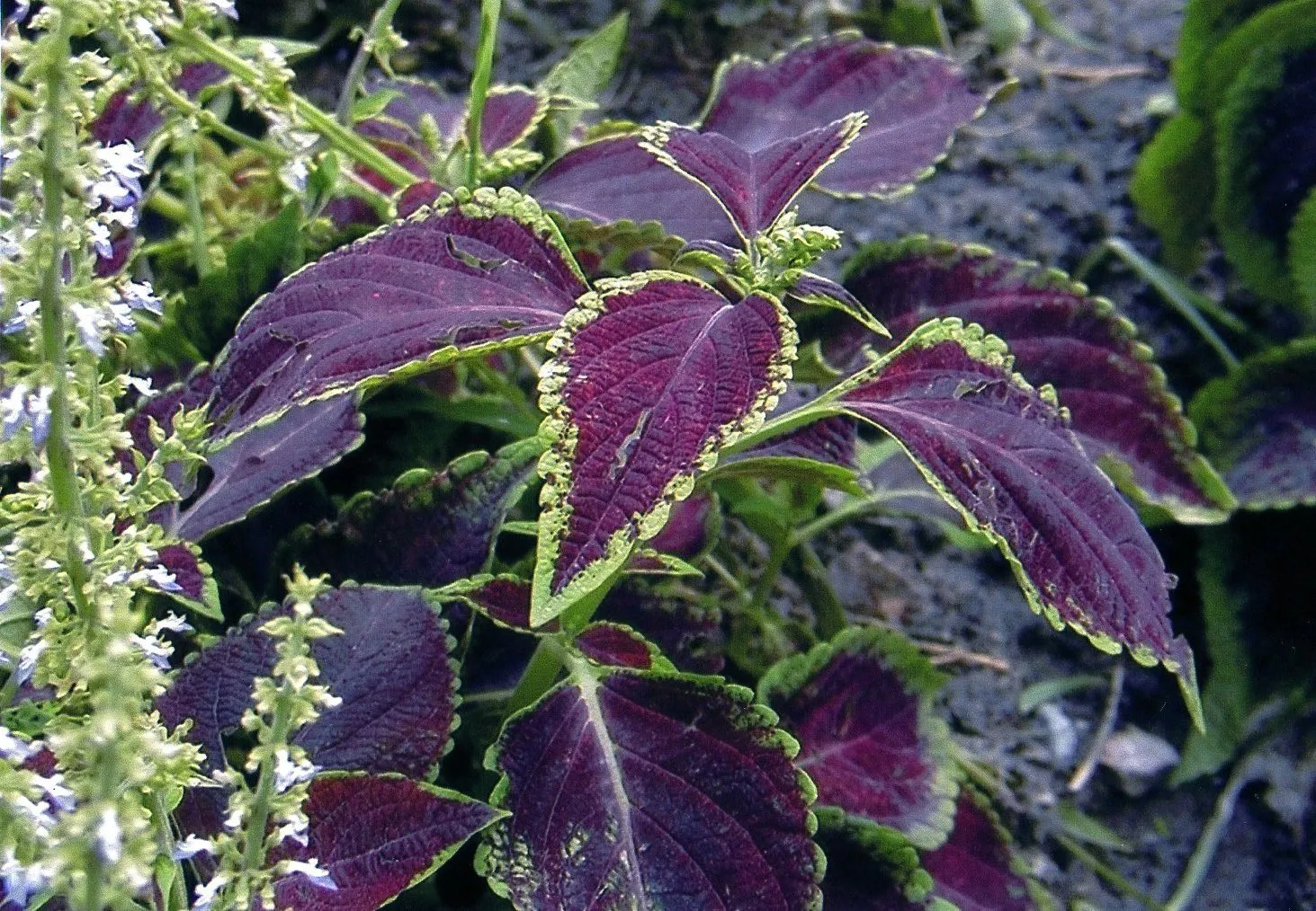 上海植物園の園内の観葉植物