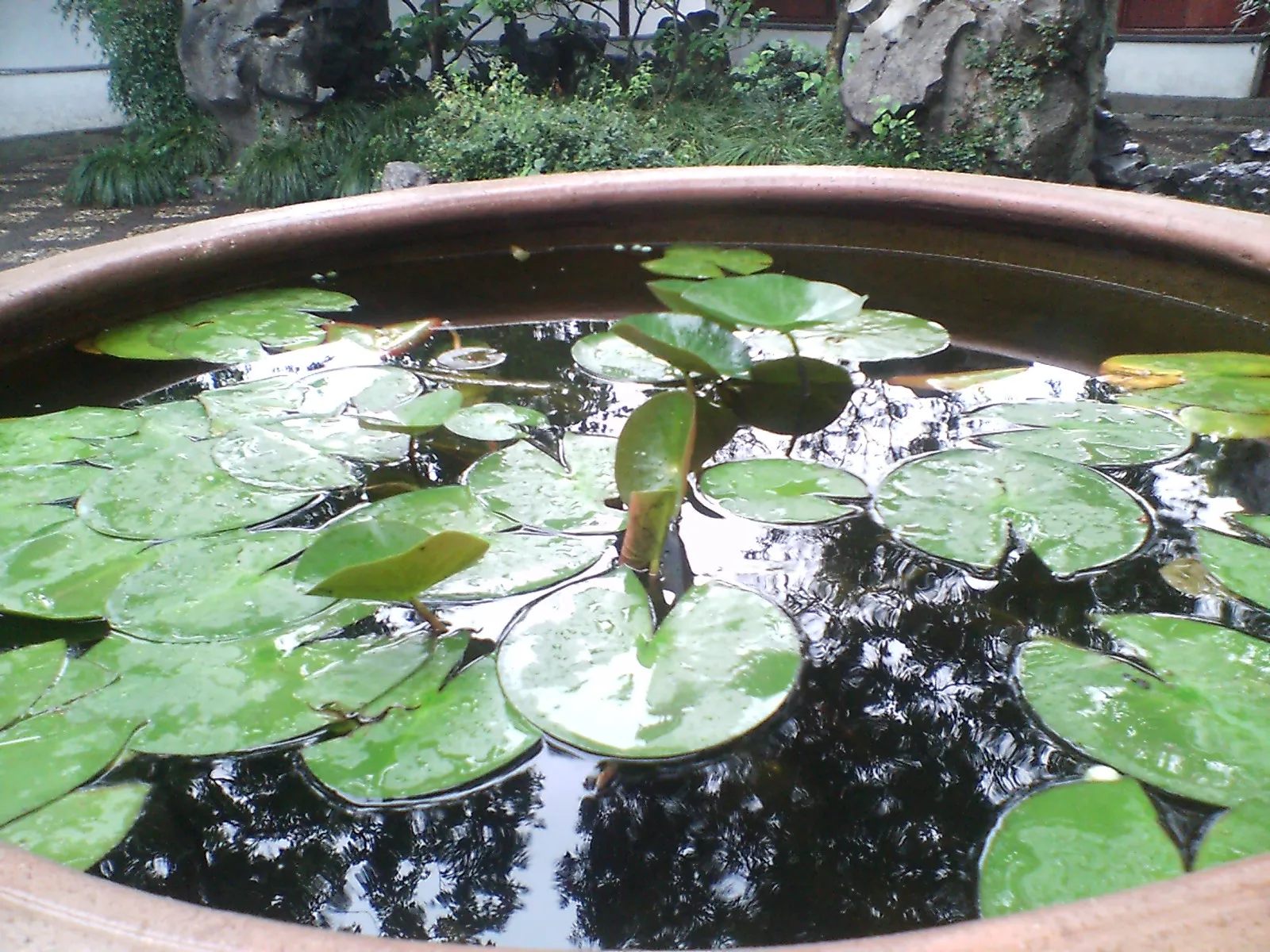 蘇州観光　蓮の葉と拙政園の庭園と小雨が風情をかもし出しています