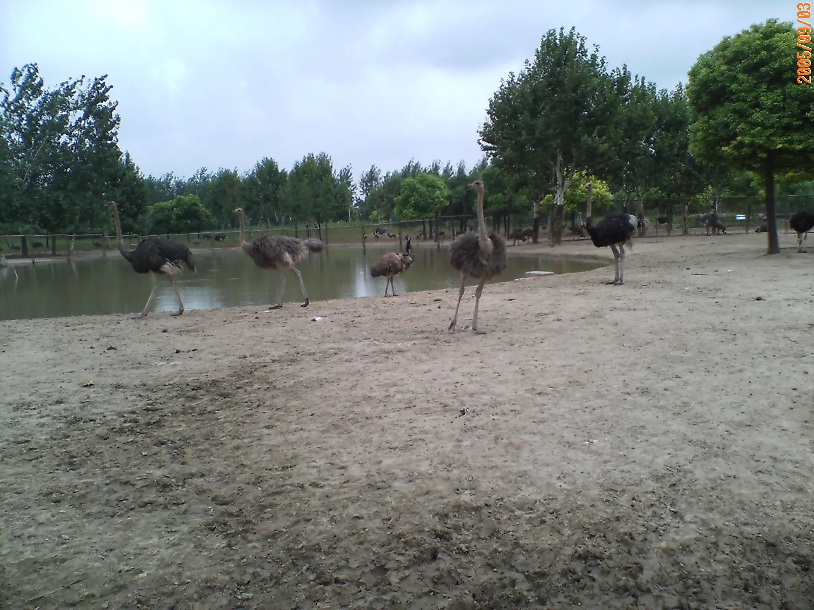 ダチョウの群れ