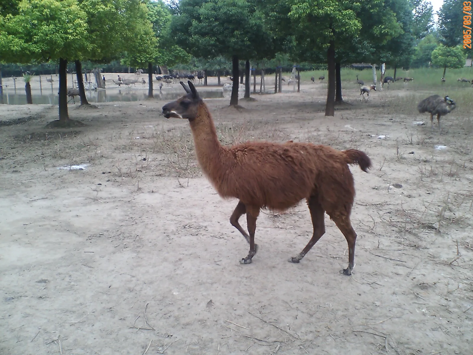 リャマ（ラマ）