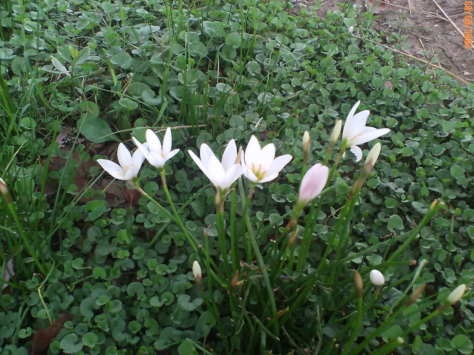 上海野生動物園の水辺
