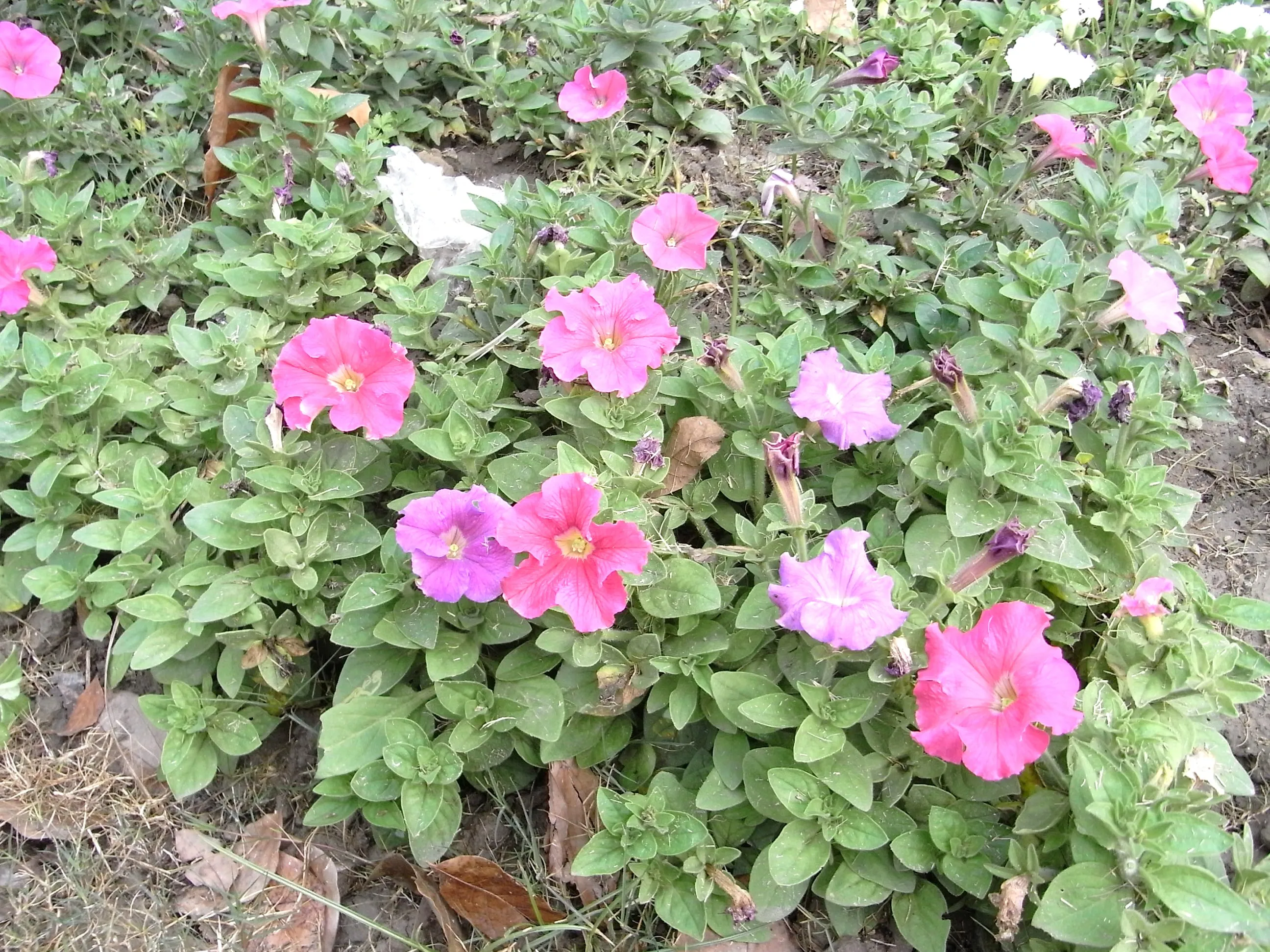 中山公園駅付近の大通りに咲く花