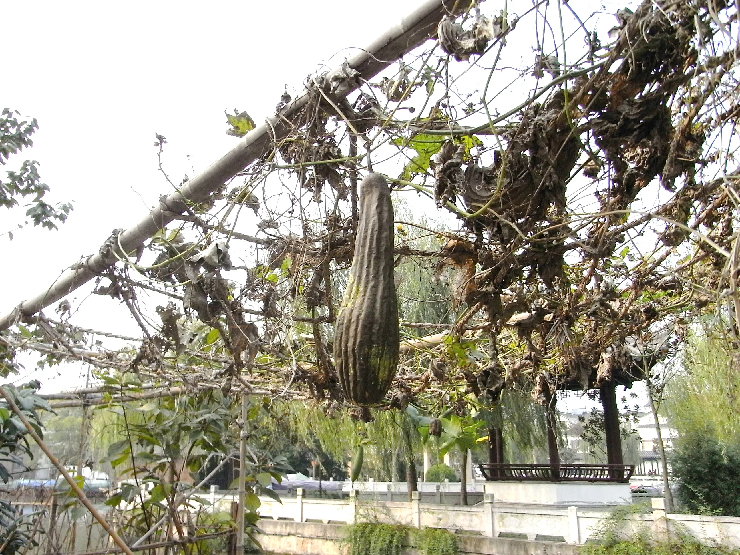 周庄の水辺の糸瓜（へちま）