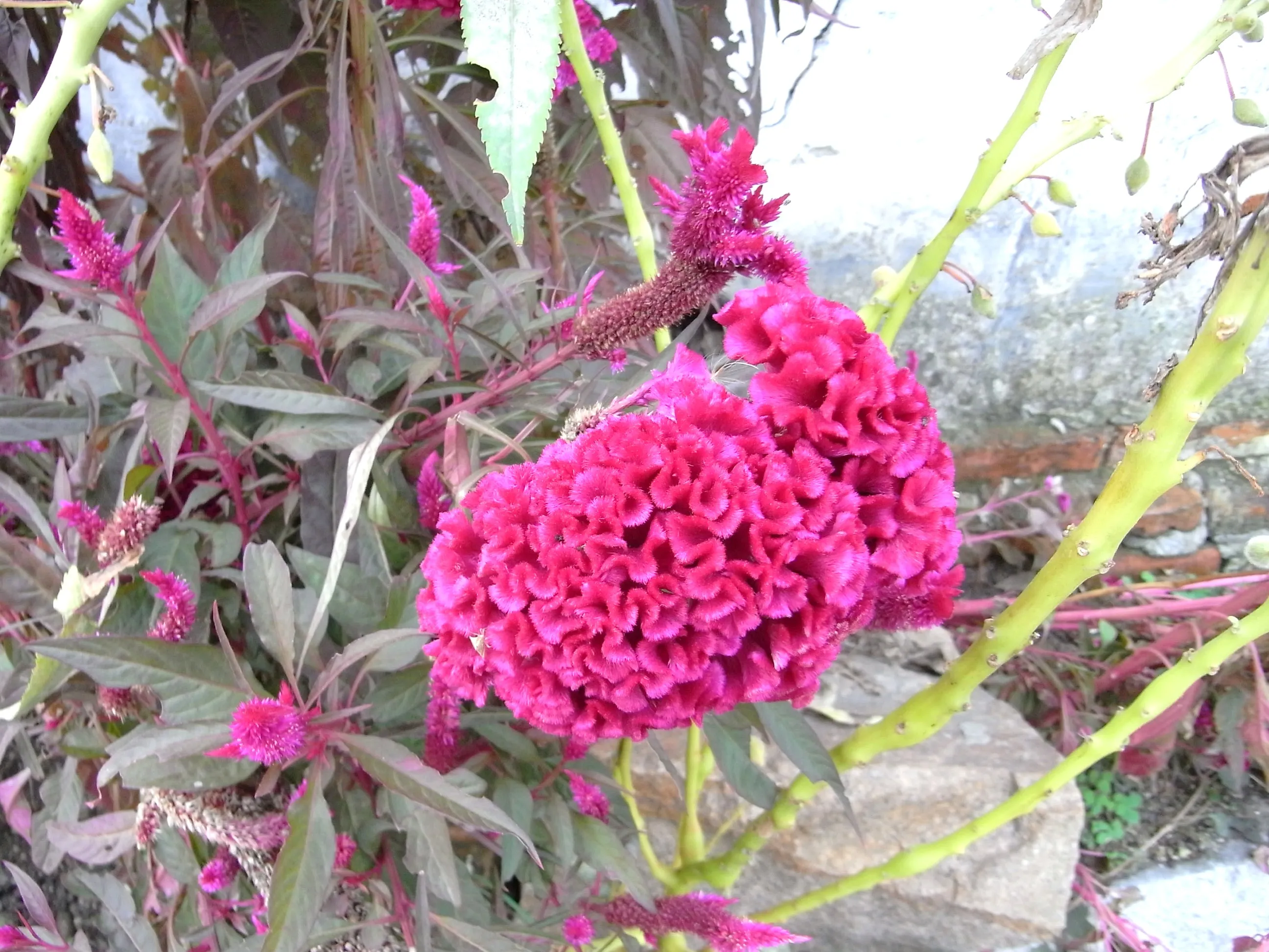 水辺によく咲いている花