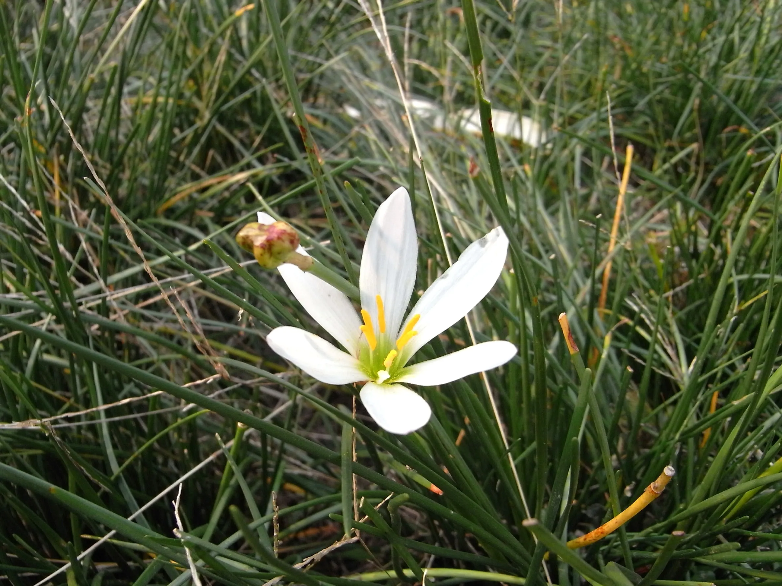 南湖園内に咲く花と観光客