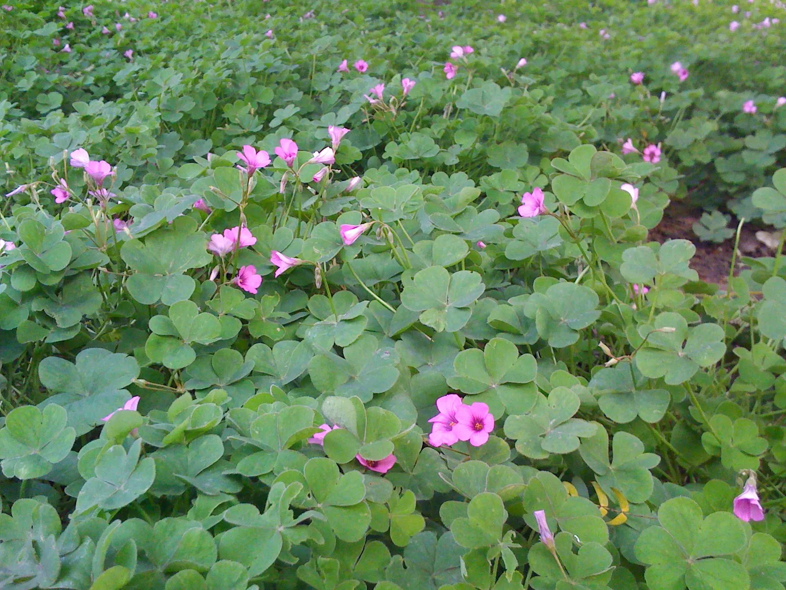 全福寺付近に咲いていた花