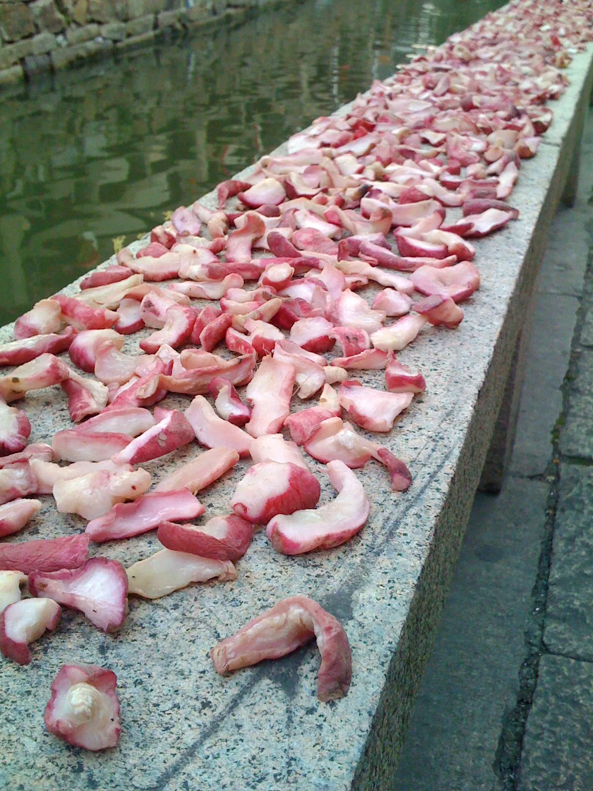 運河の側で作られるベーコン