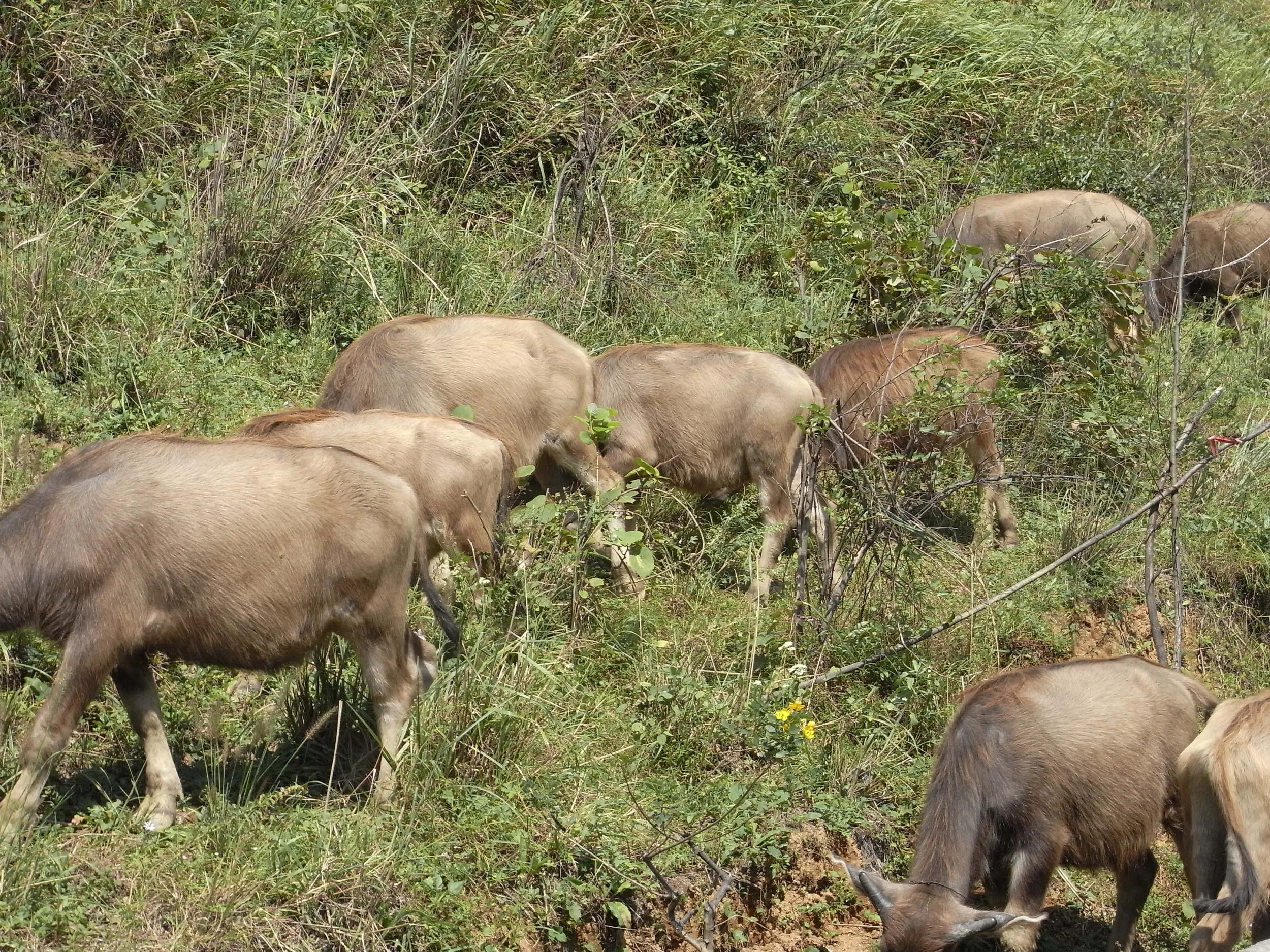 黒山谷渓谷の牛の群れ