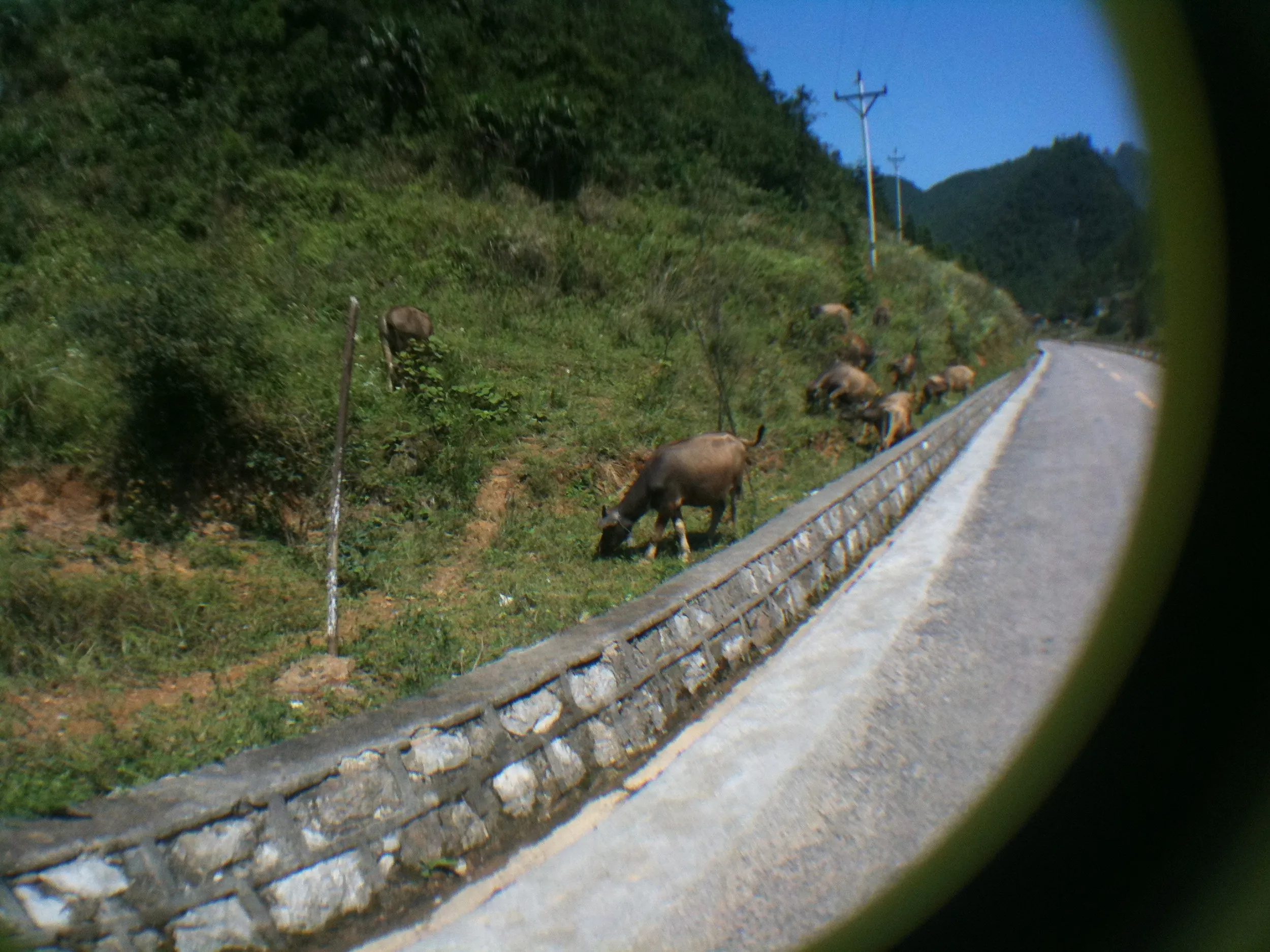 魚眼レンズで撮った牛の群れ