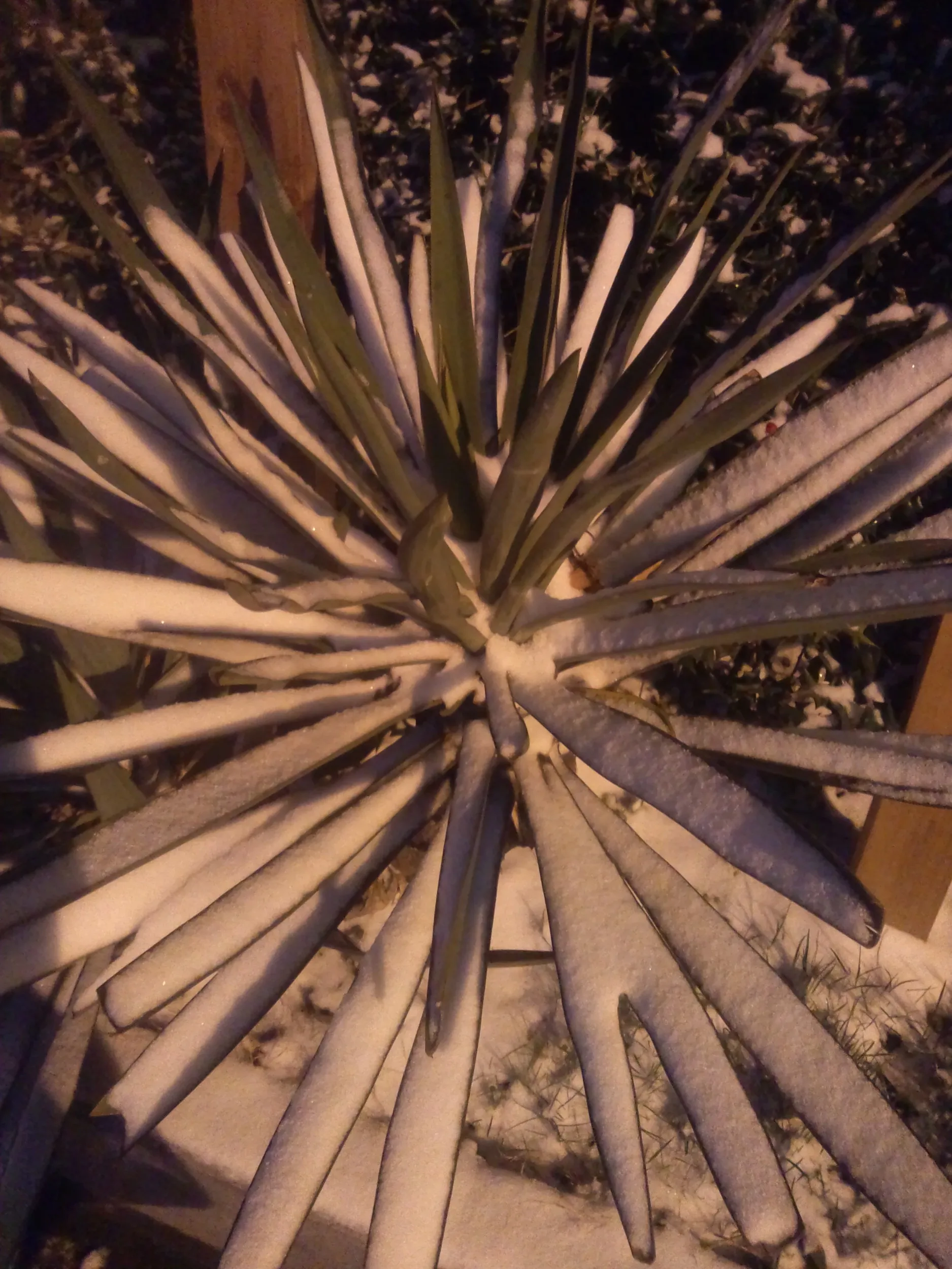 雪が積もっている風景