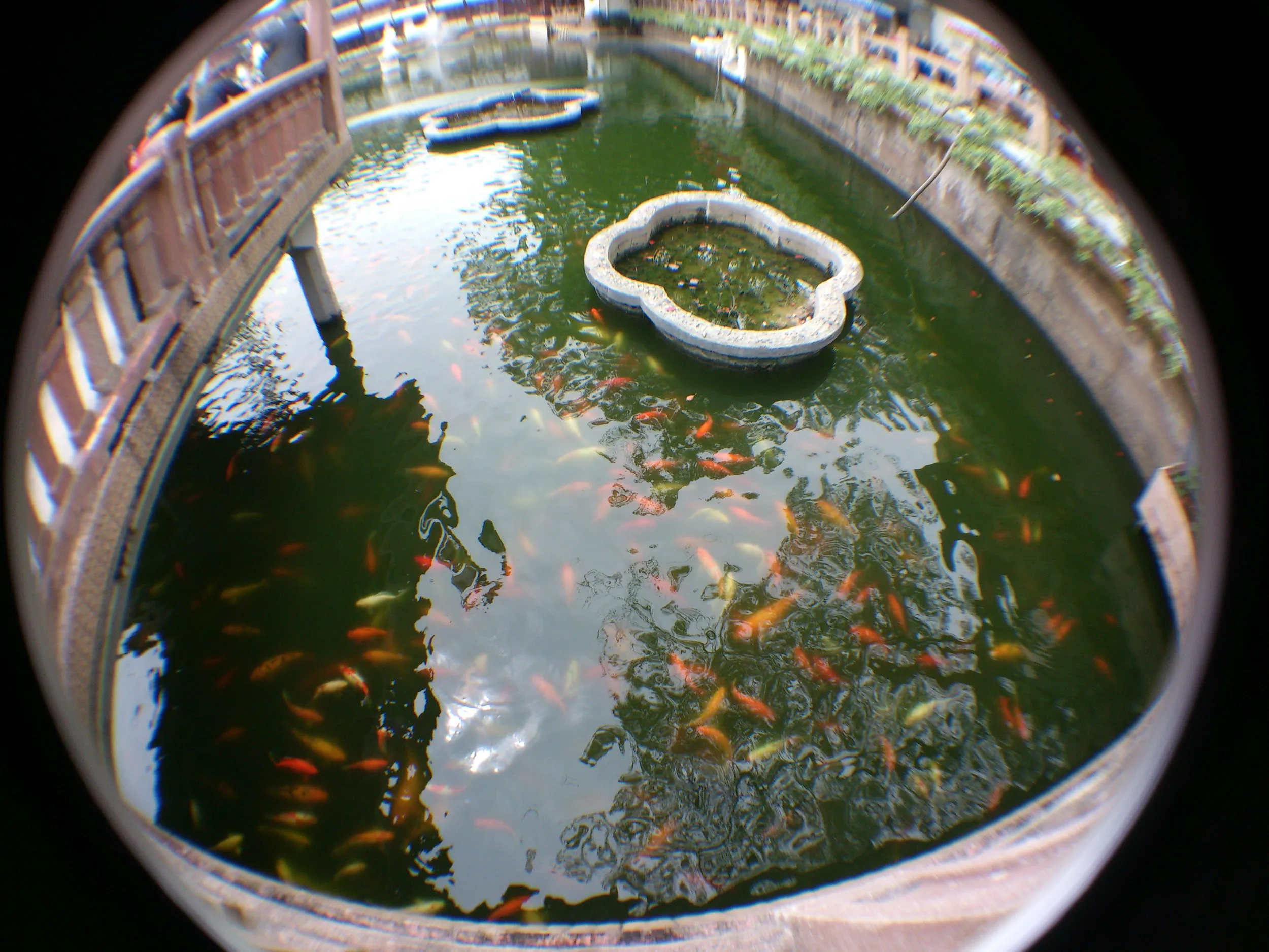 湖心亭のある池と錦鯉