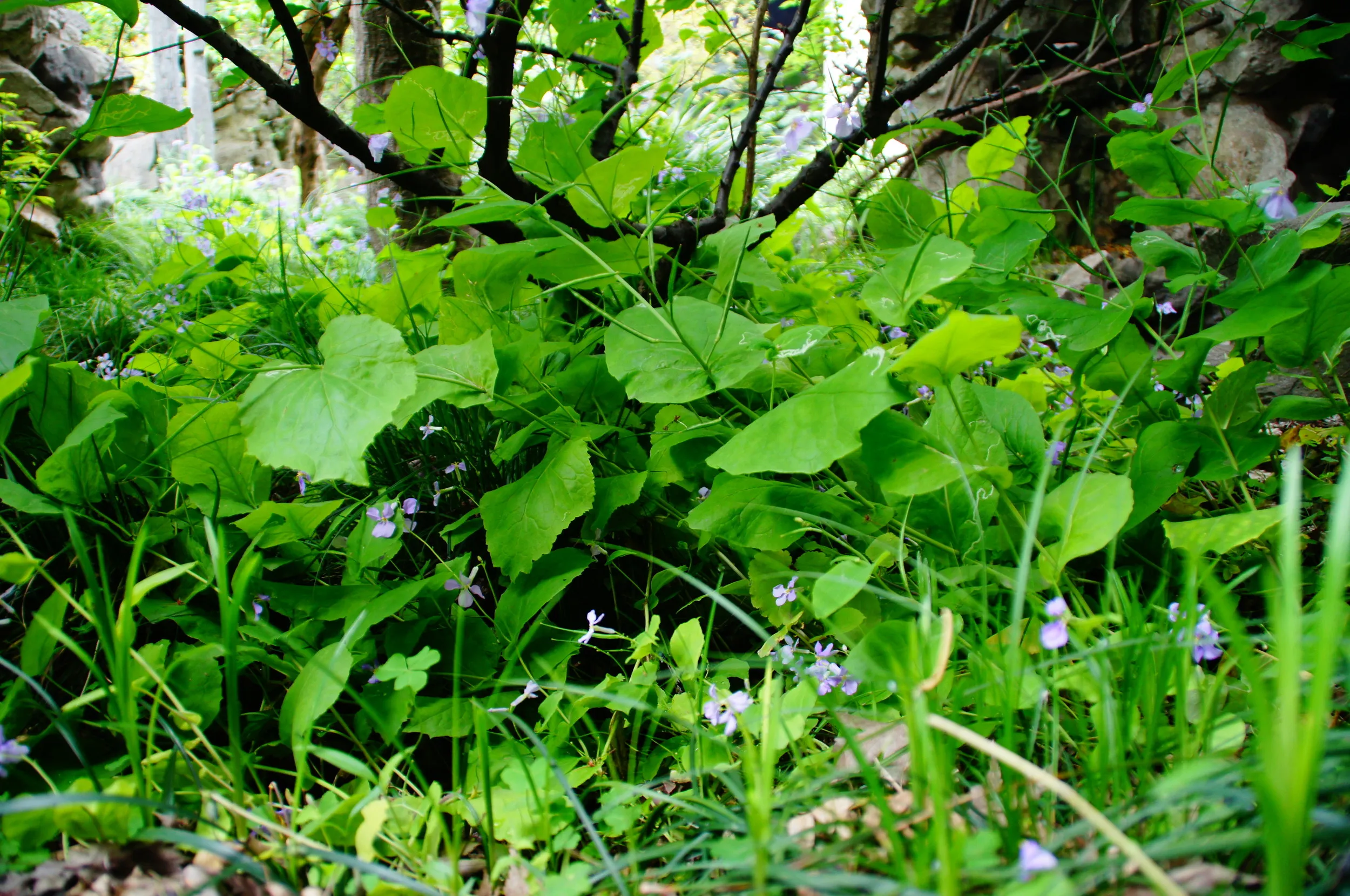 豫園庭園内に芽吹く草花