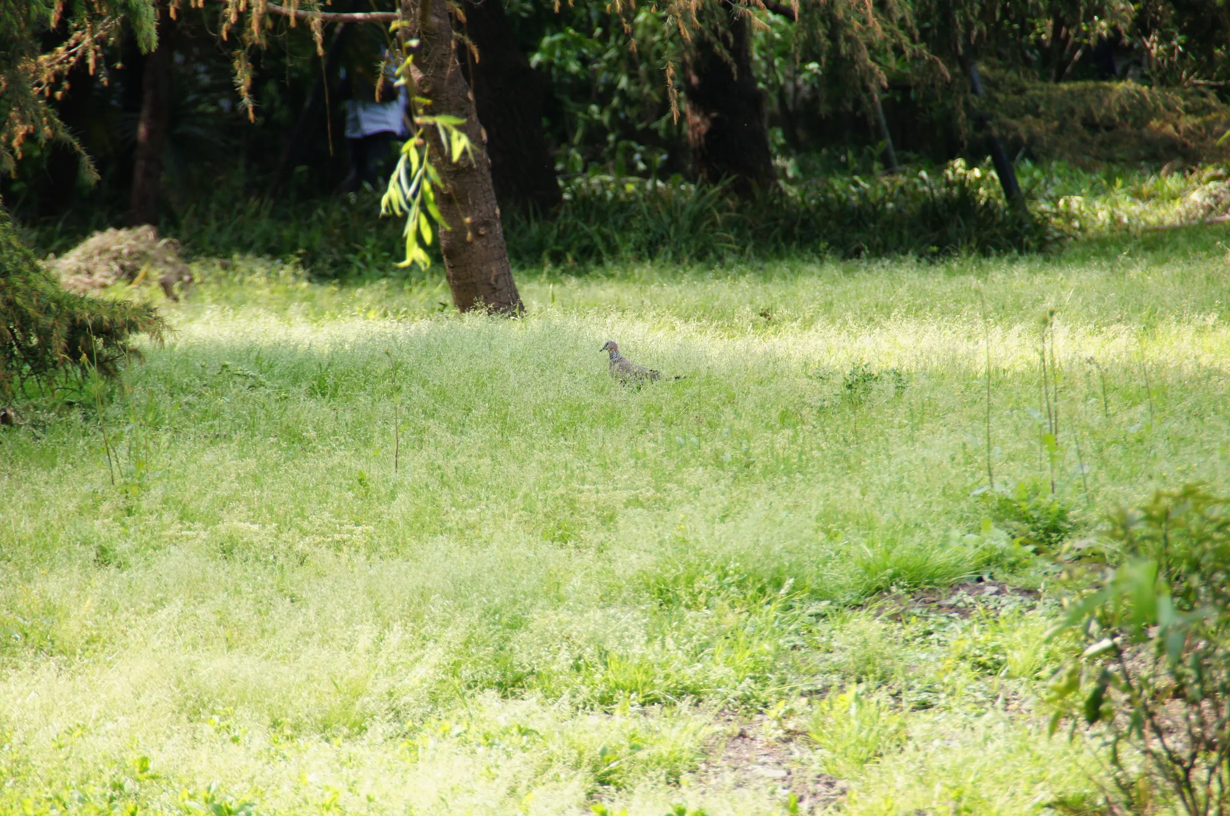 柳浪聞鶯の叢と野鳥