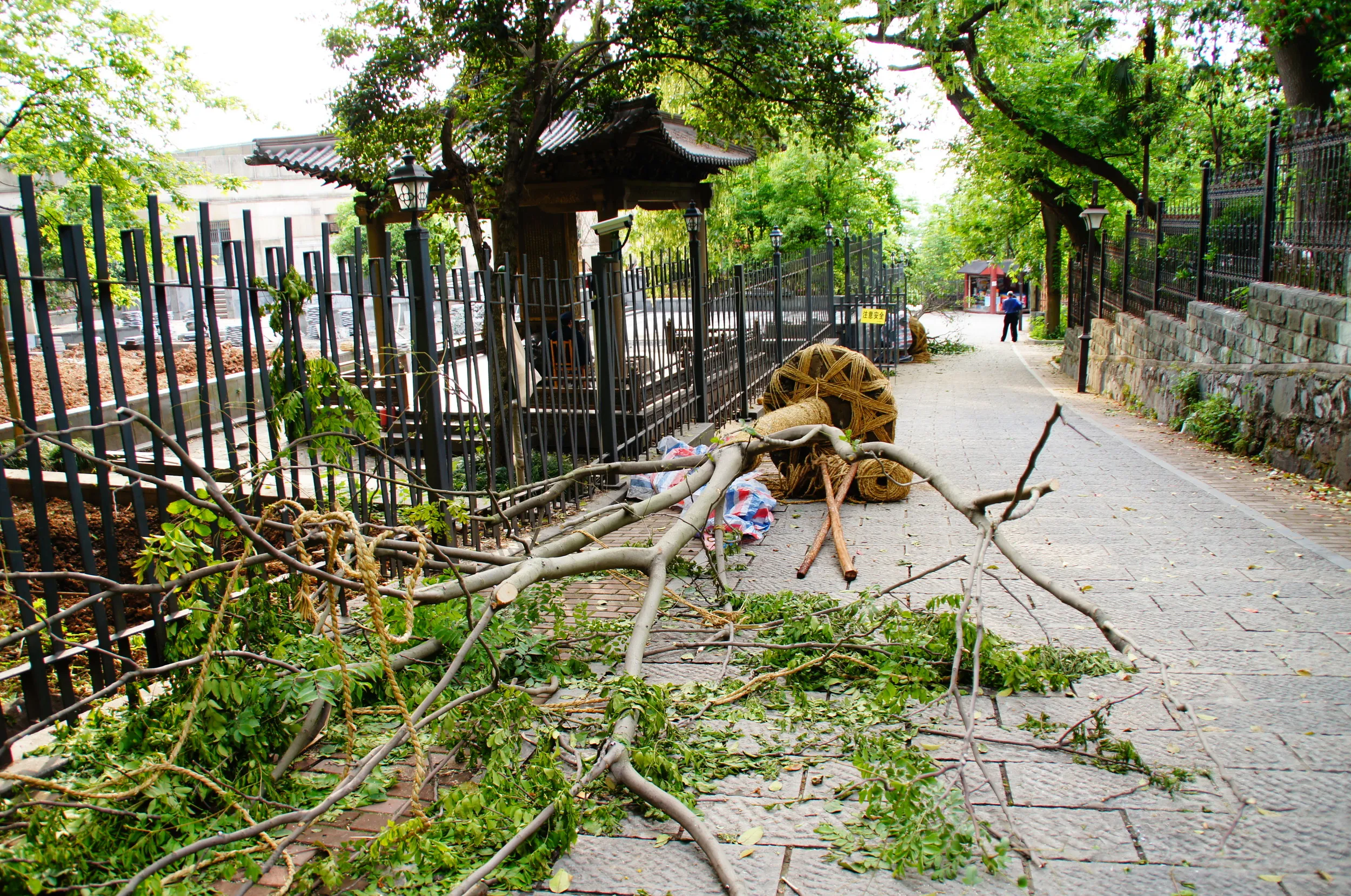 植林作業中の木