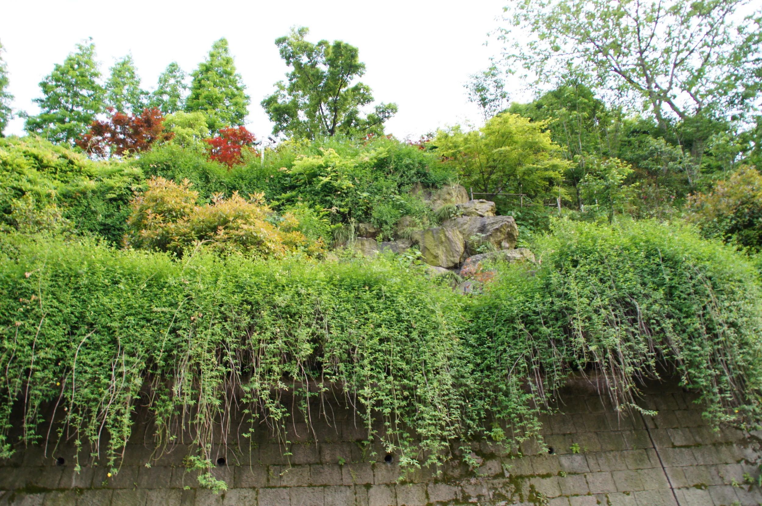 坂道から吴山を仰ぎ見る