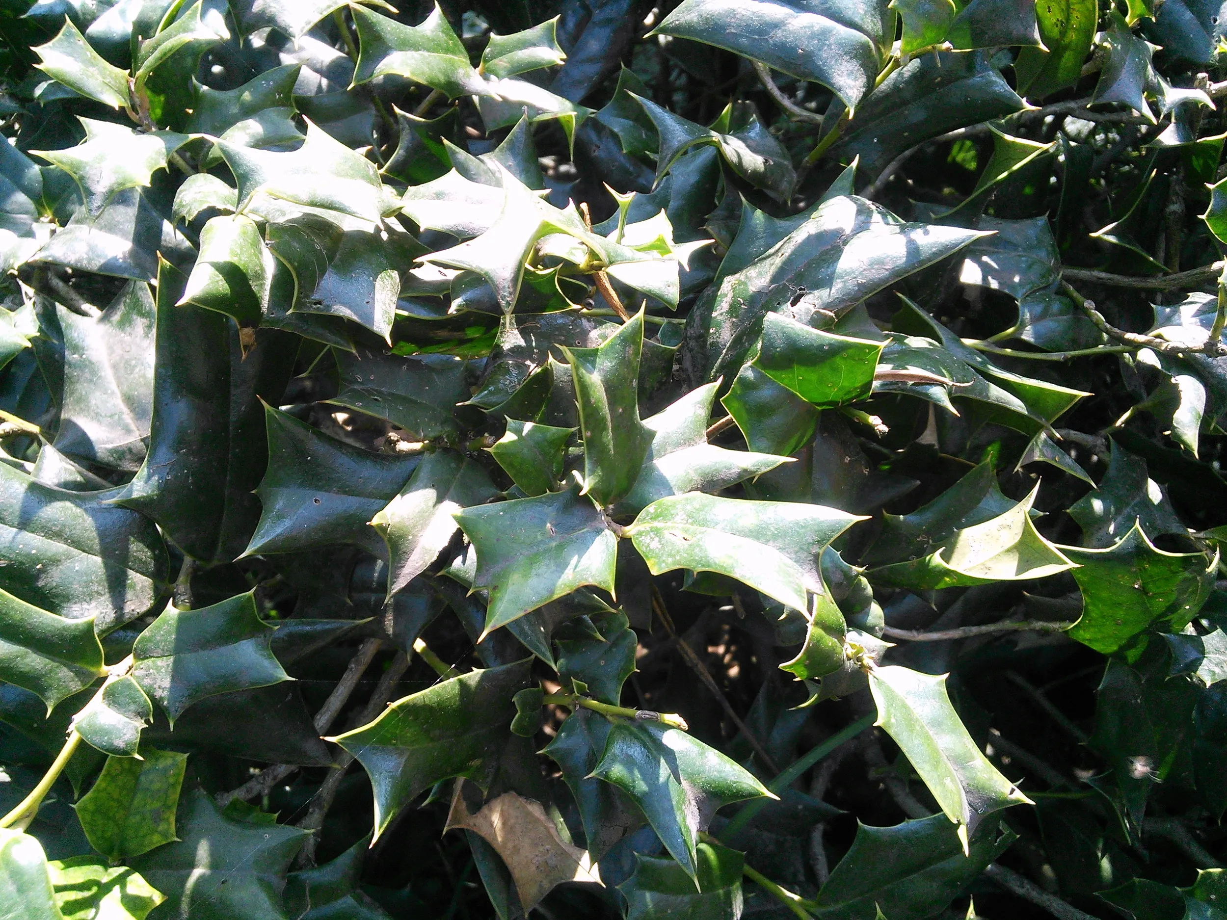 花港観魚の風景