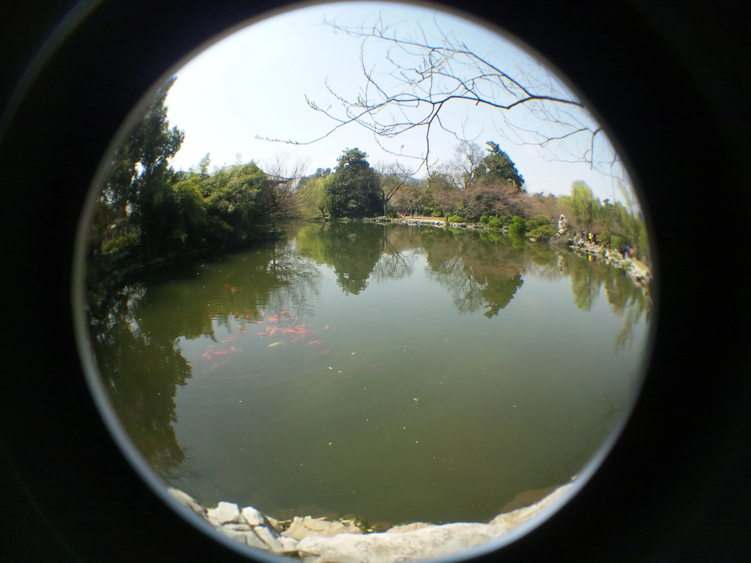花港観魚の紅魚池