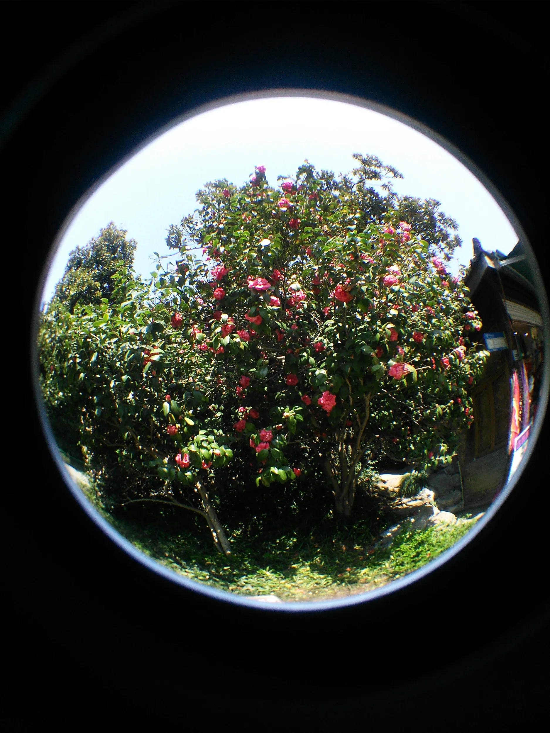 花港公園に咲く花