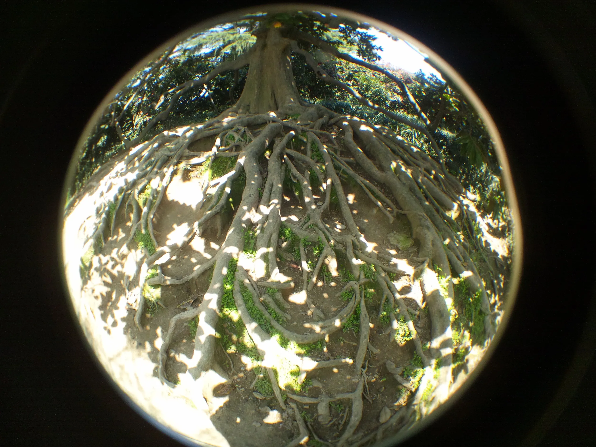 ガジュマルらしき木