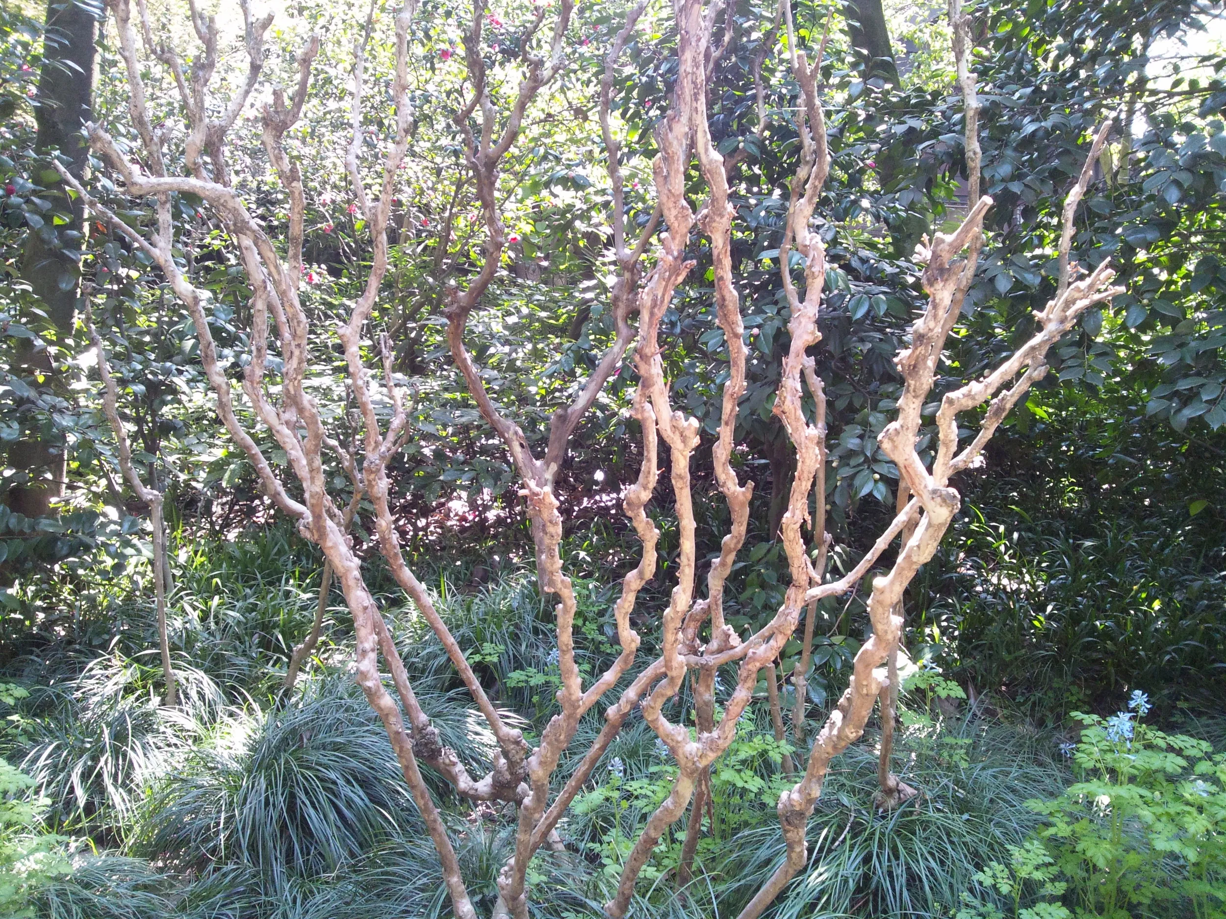 花港公園の風景
