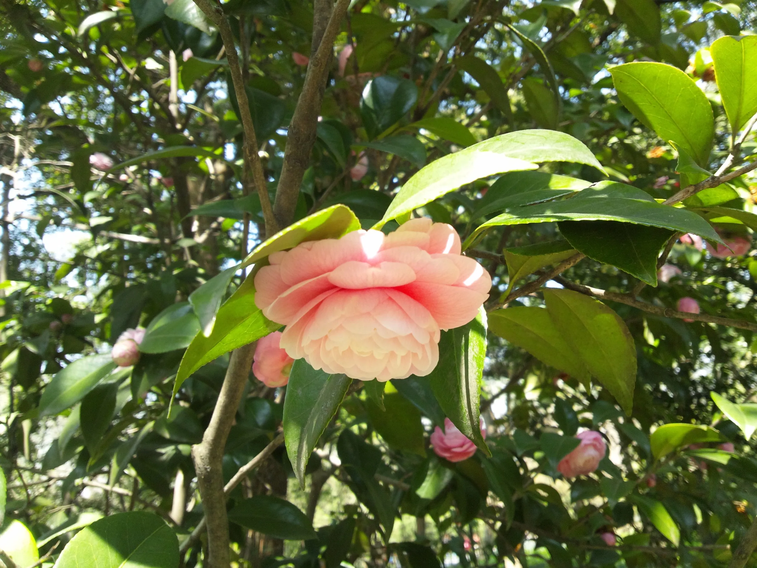 西湖周辺に咲く花