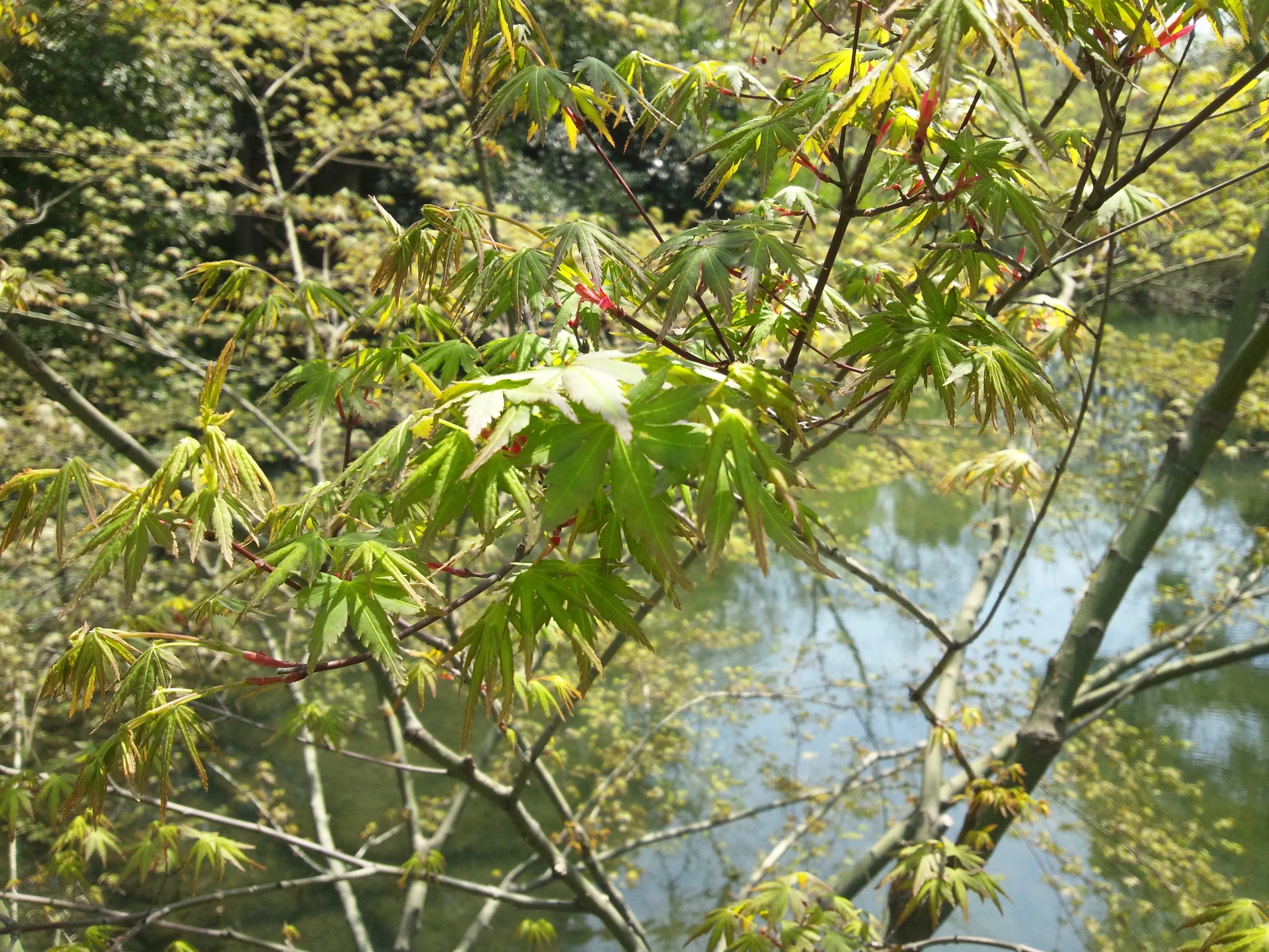 西湖周辺の風景