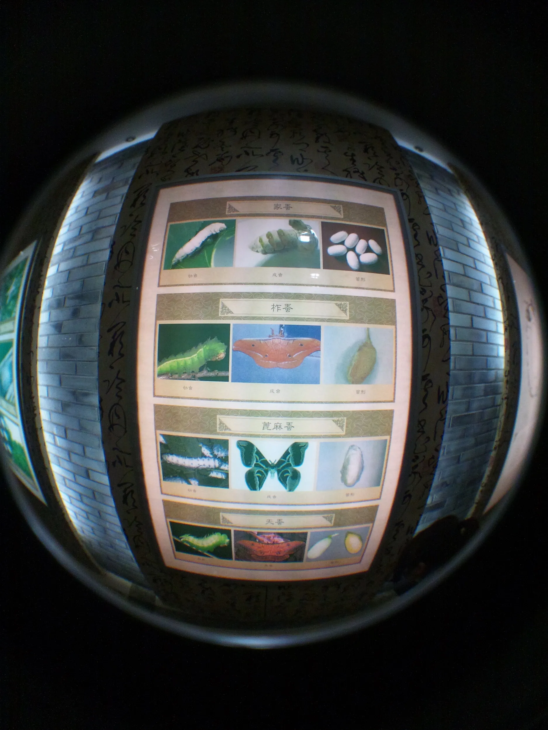 蚕の種類の説明