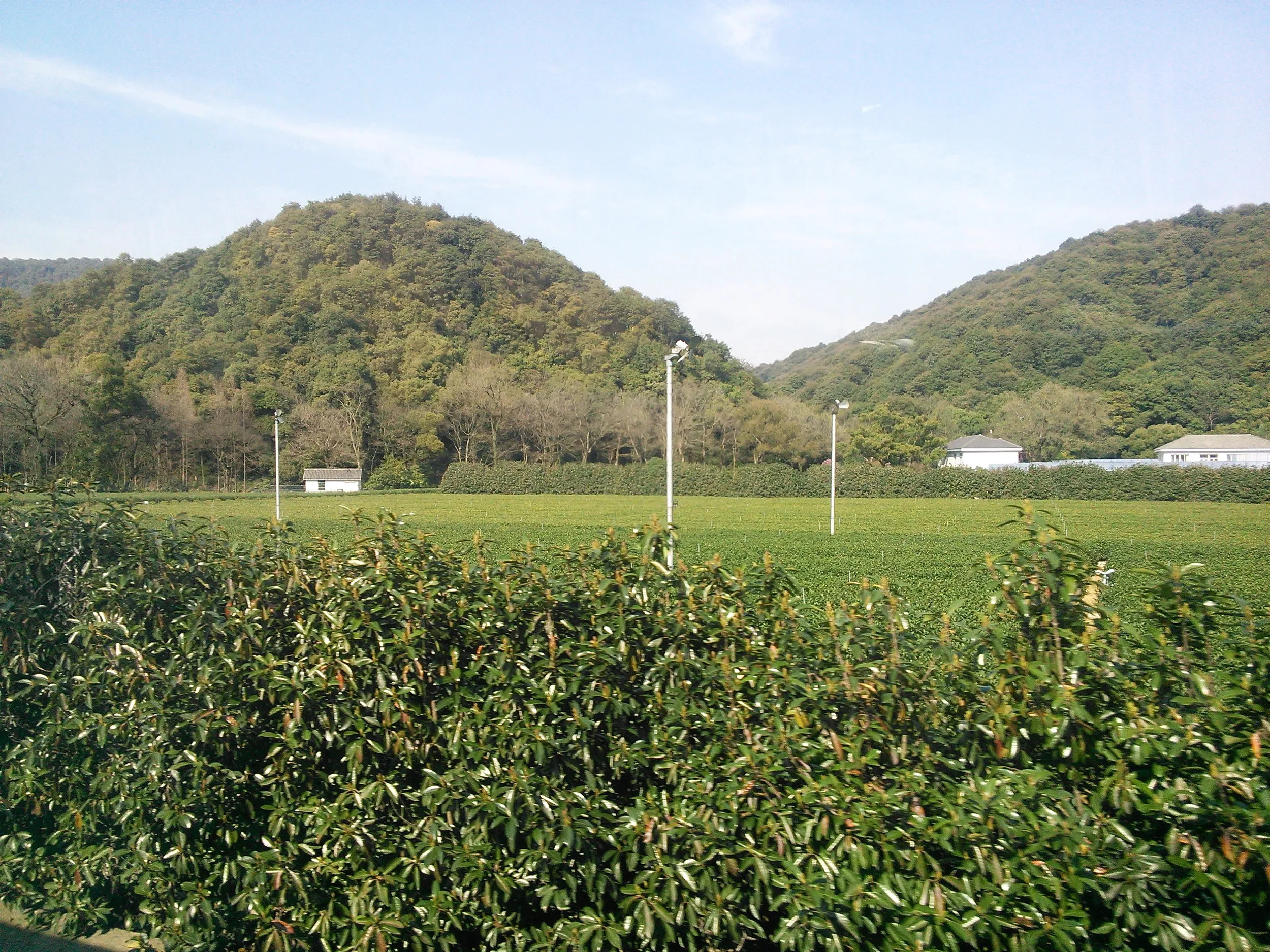 西湖龍井茶の産地