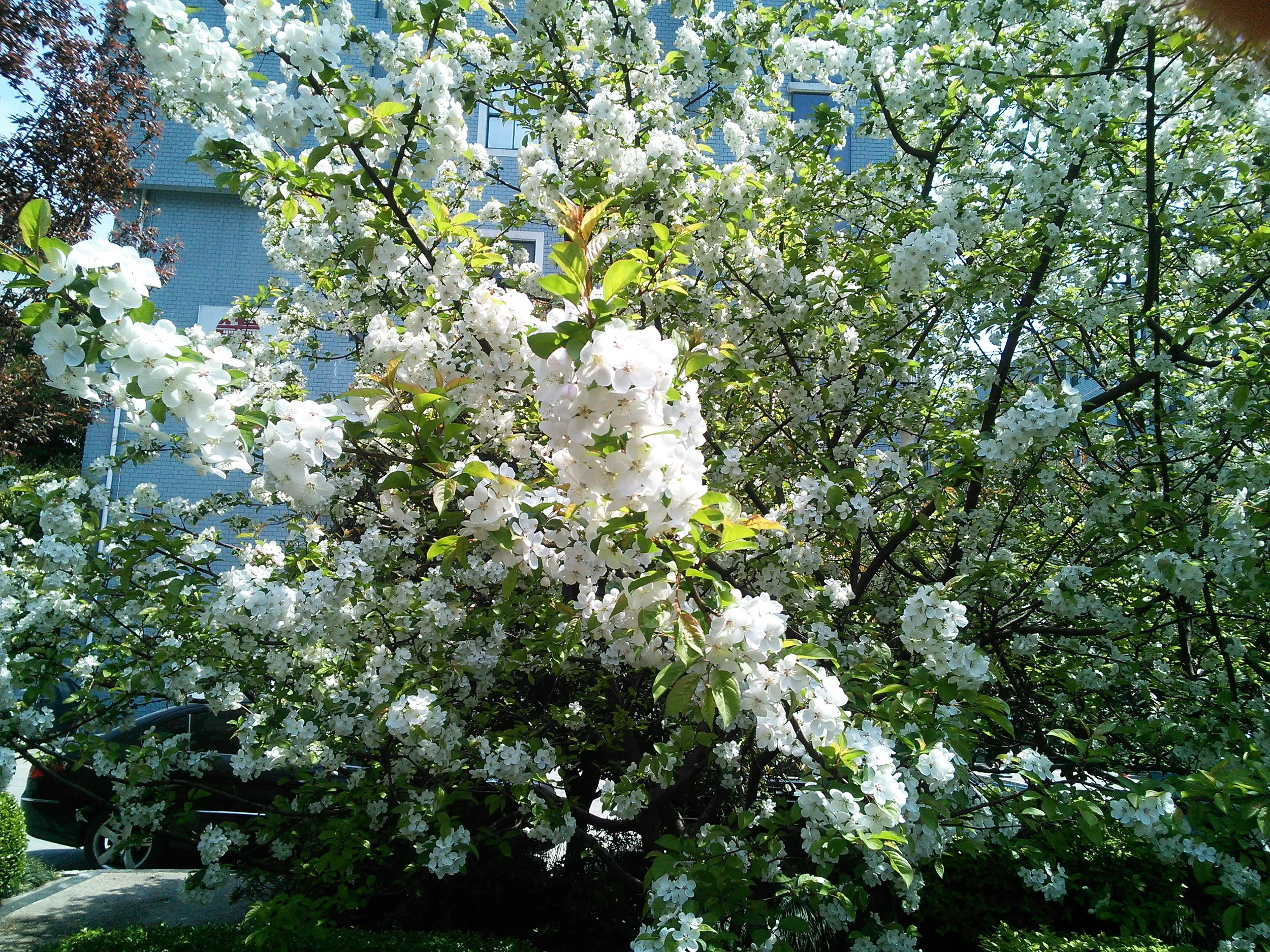 会社付近で咲いていた花