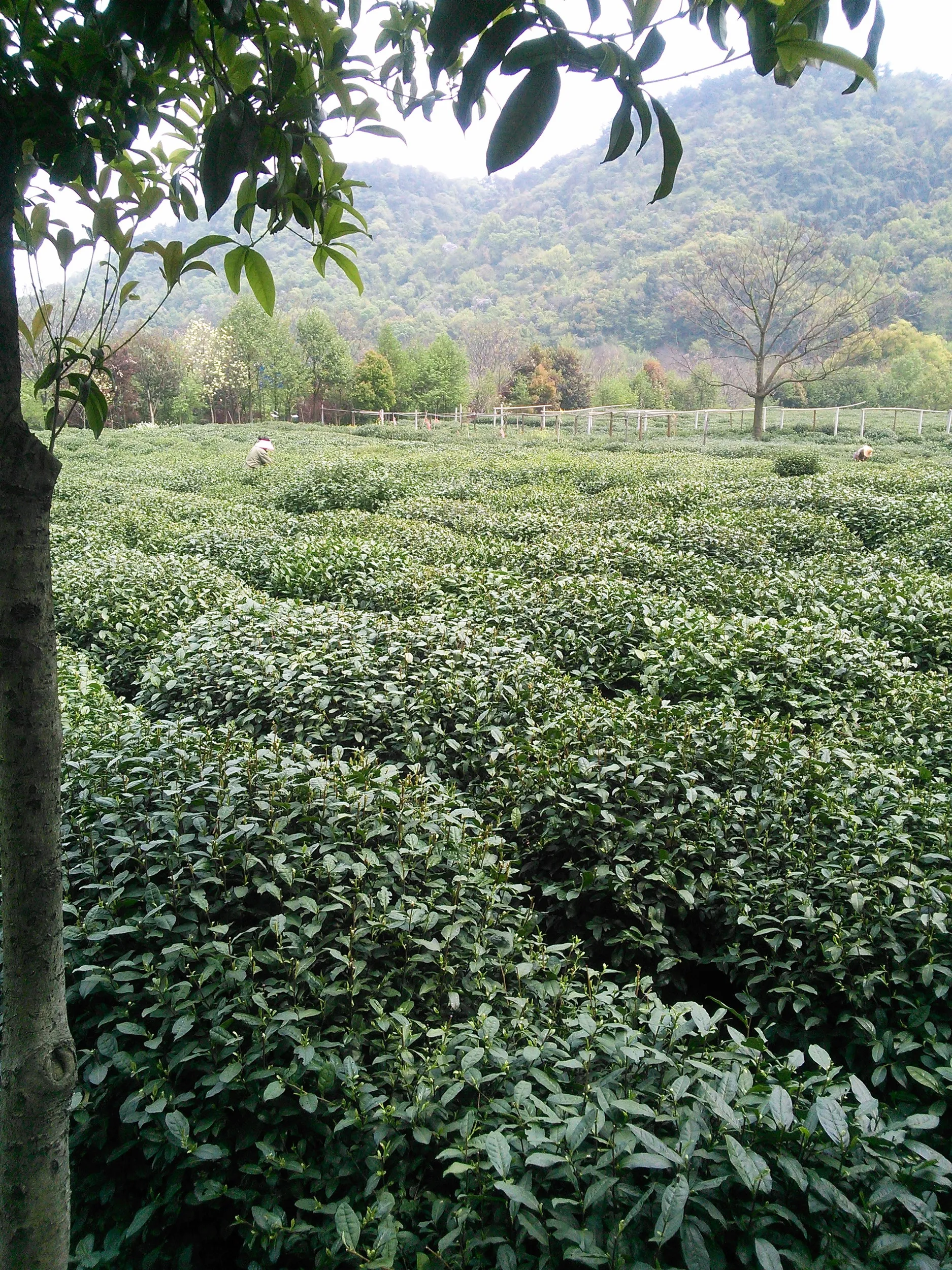 新茶摘みを体験