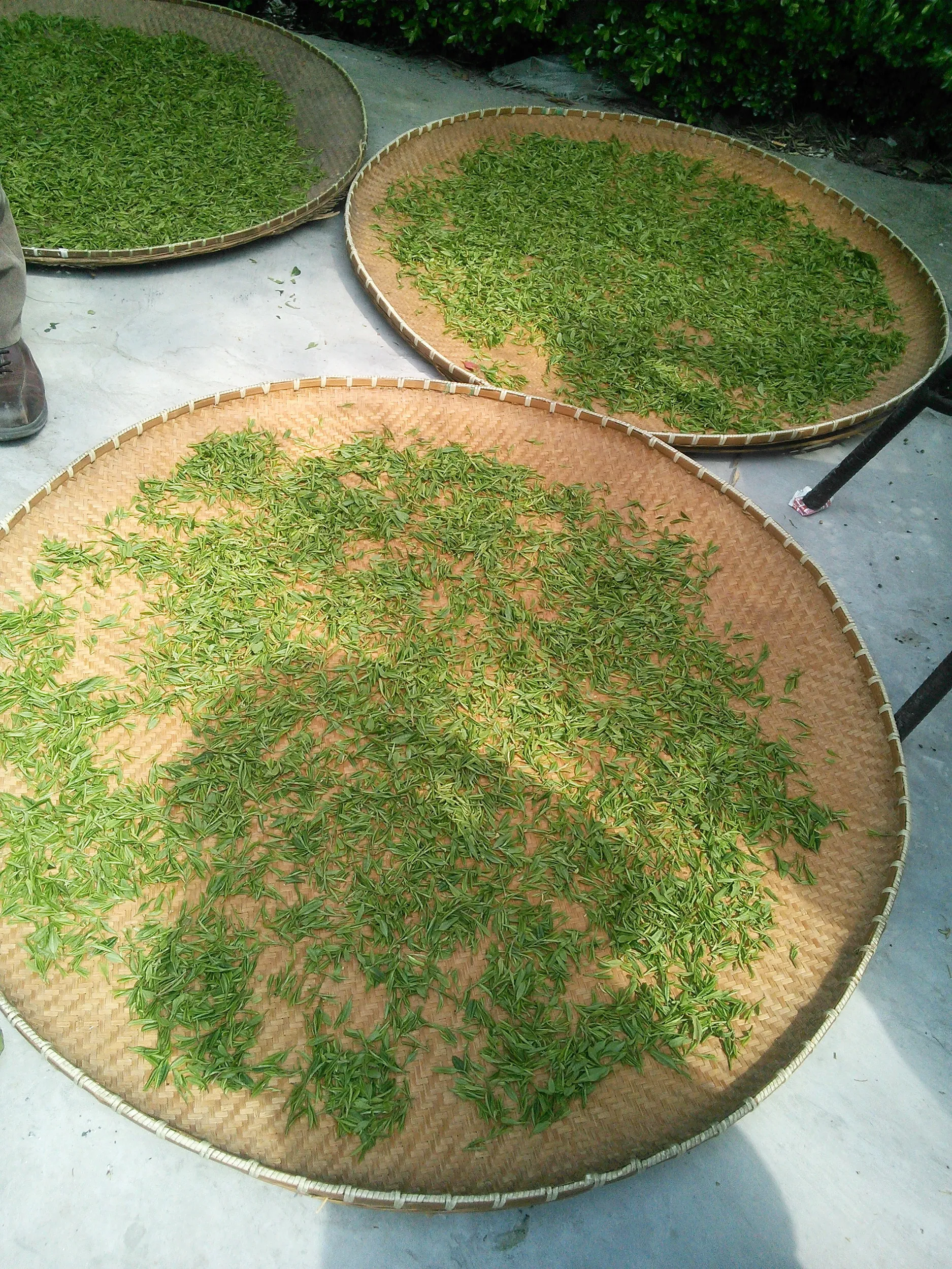 新茶摘みを体験