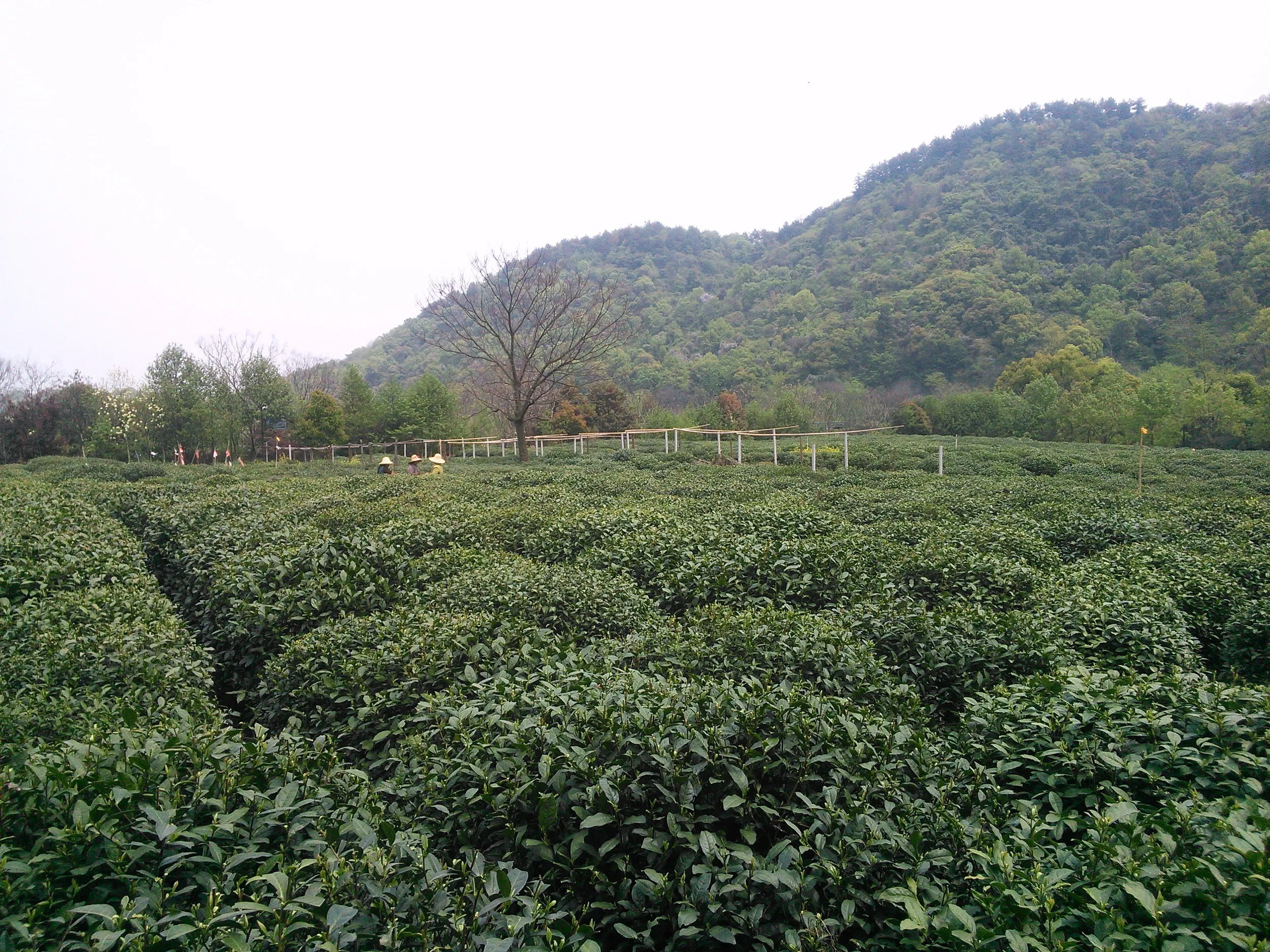 新茶摘みを体験