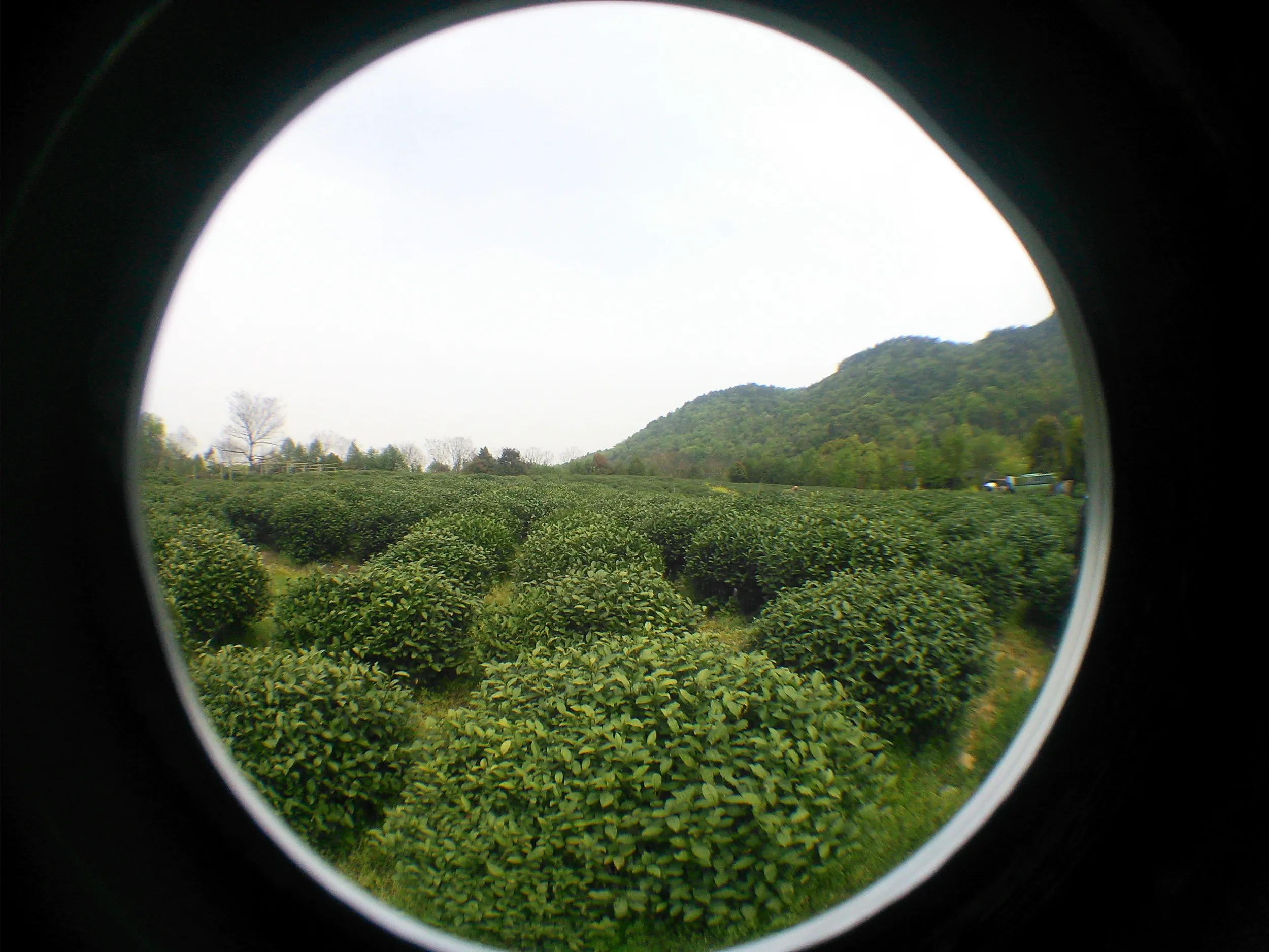 新茶摘みを体験