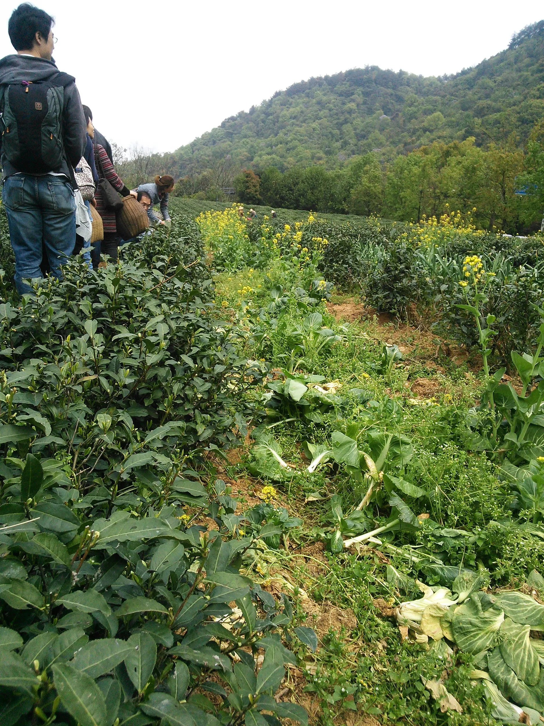 新茶摘みを体験
