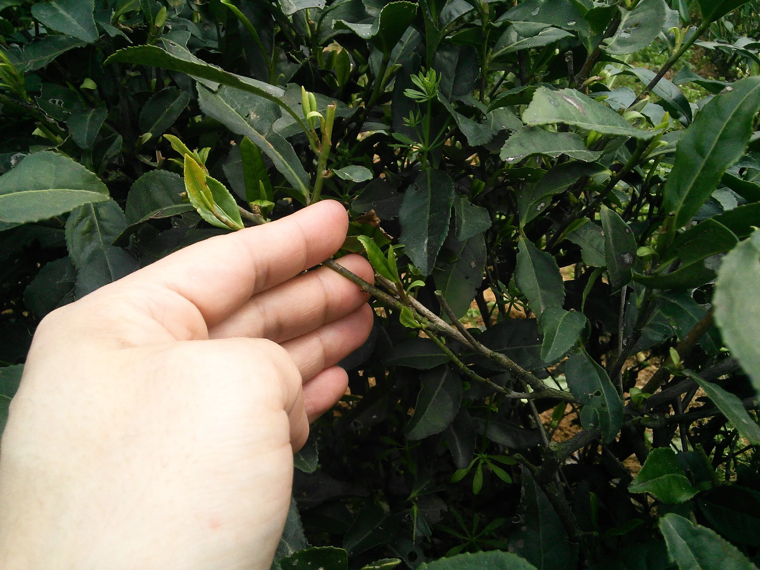 新茶摘みを体験