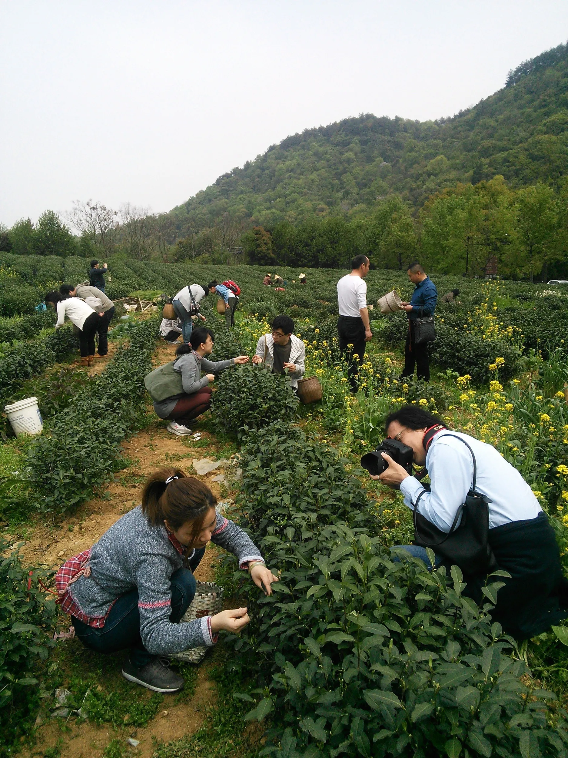新茶摘みを体験