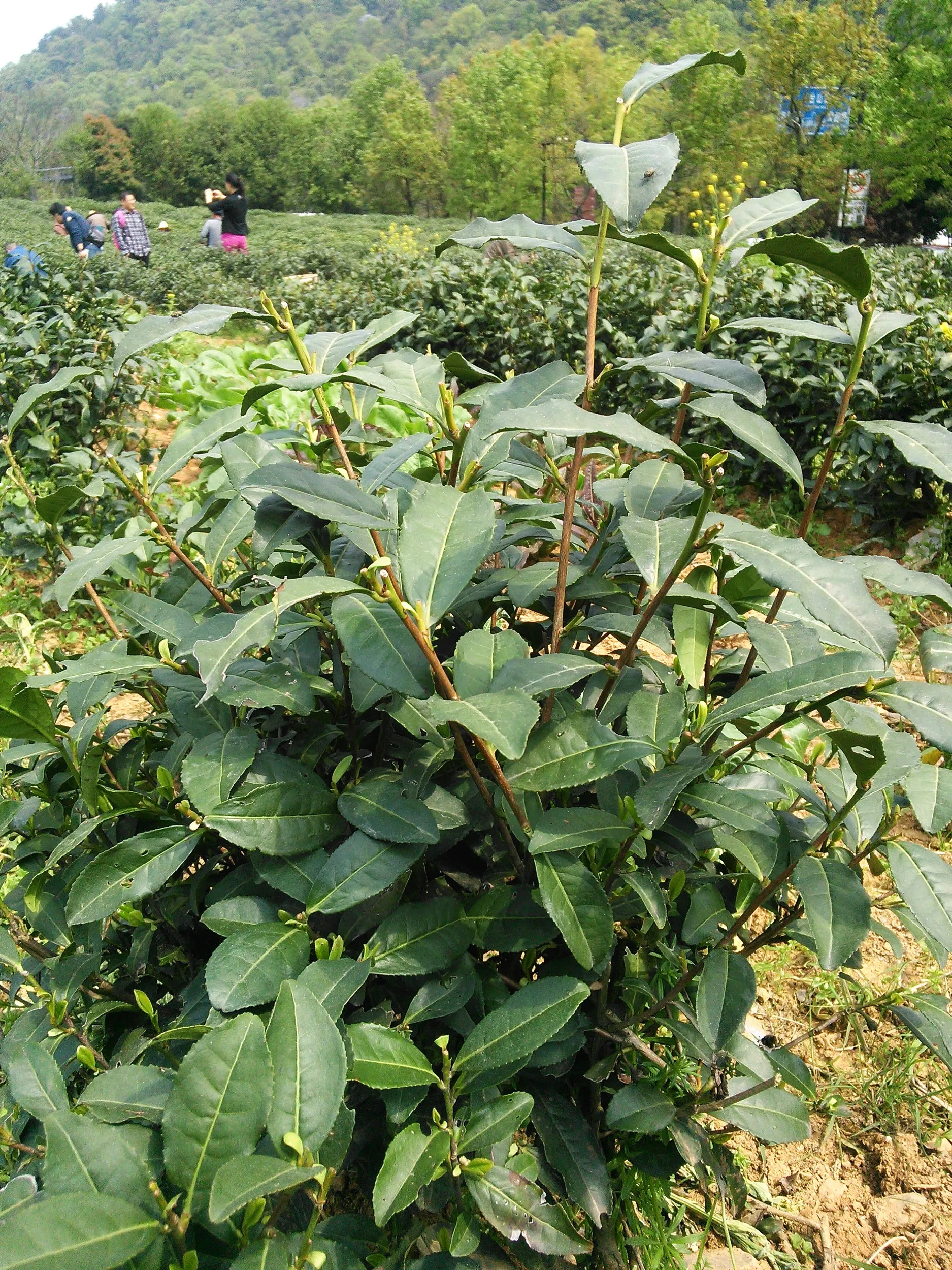 新茶摘みを体験