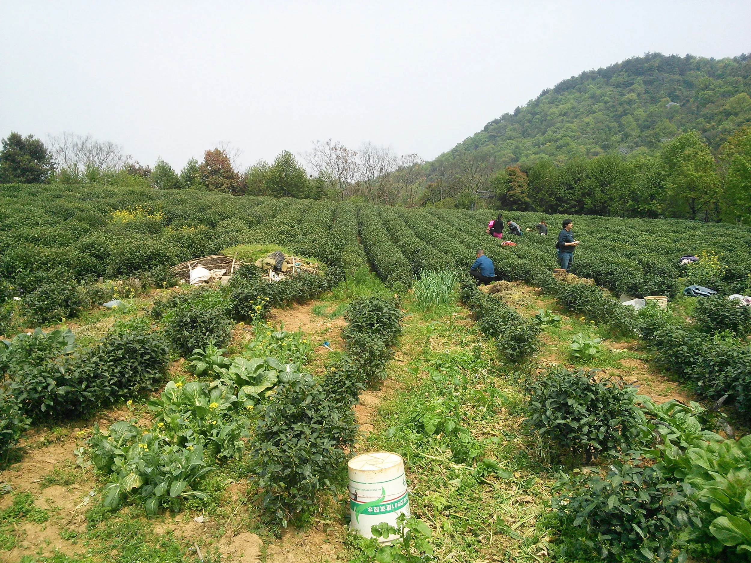 新茶摘みを体験