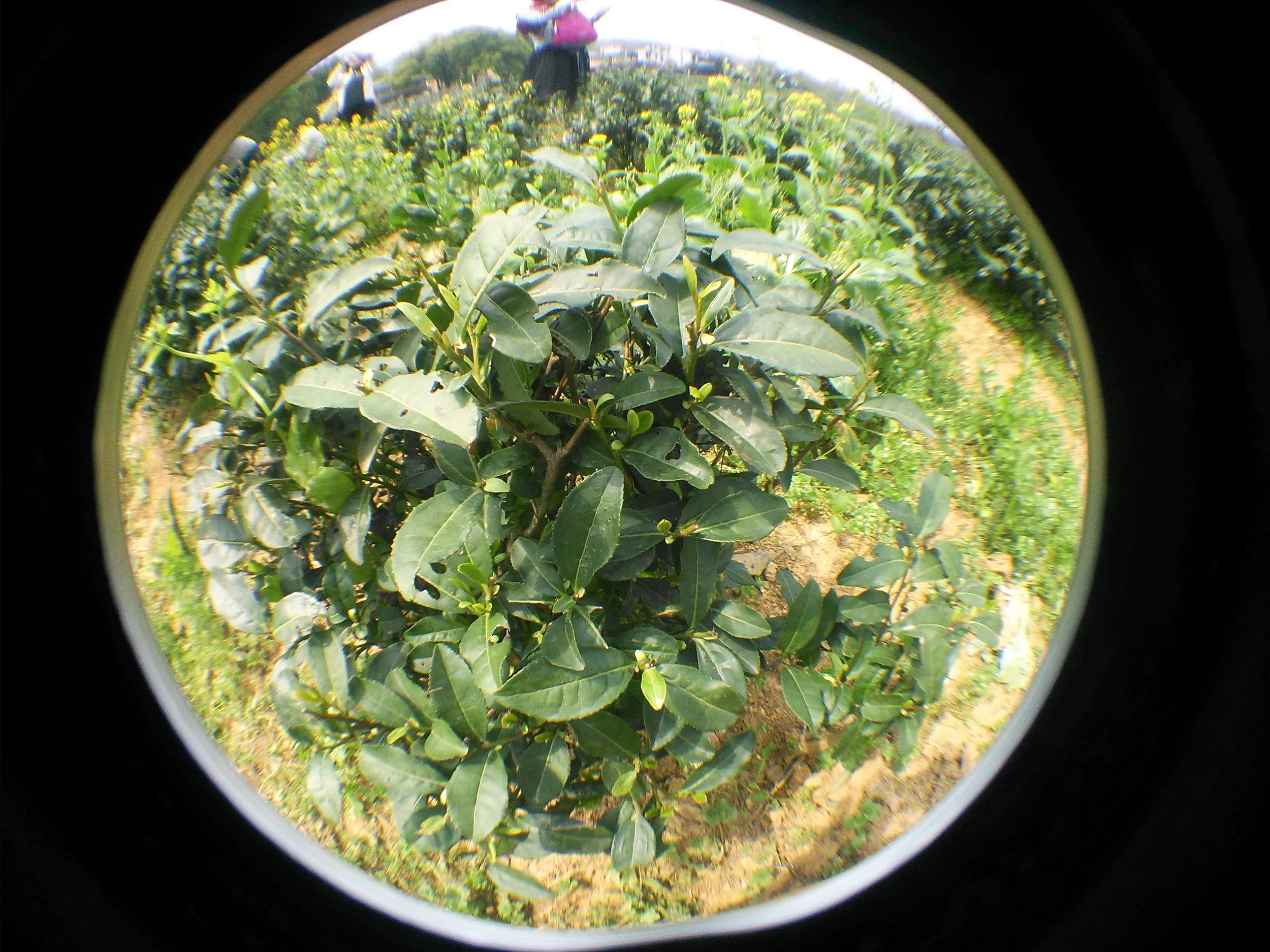 新茶摘みを体験