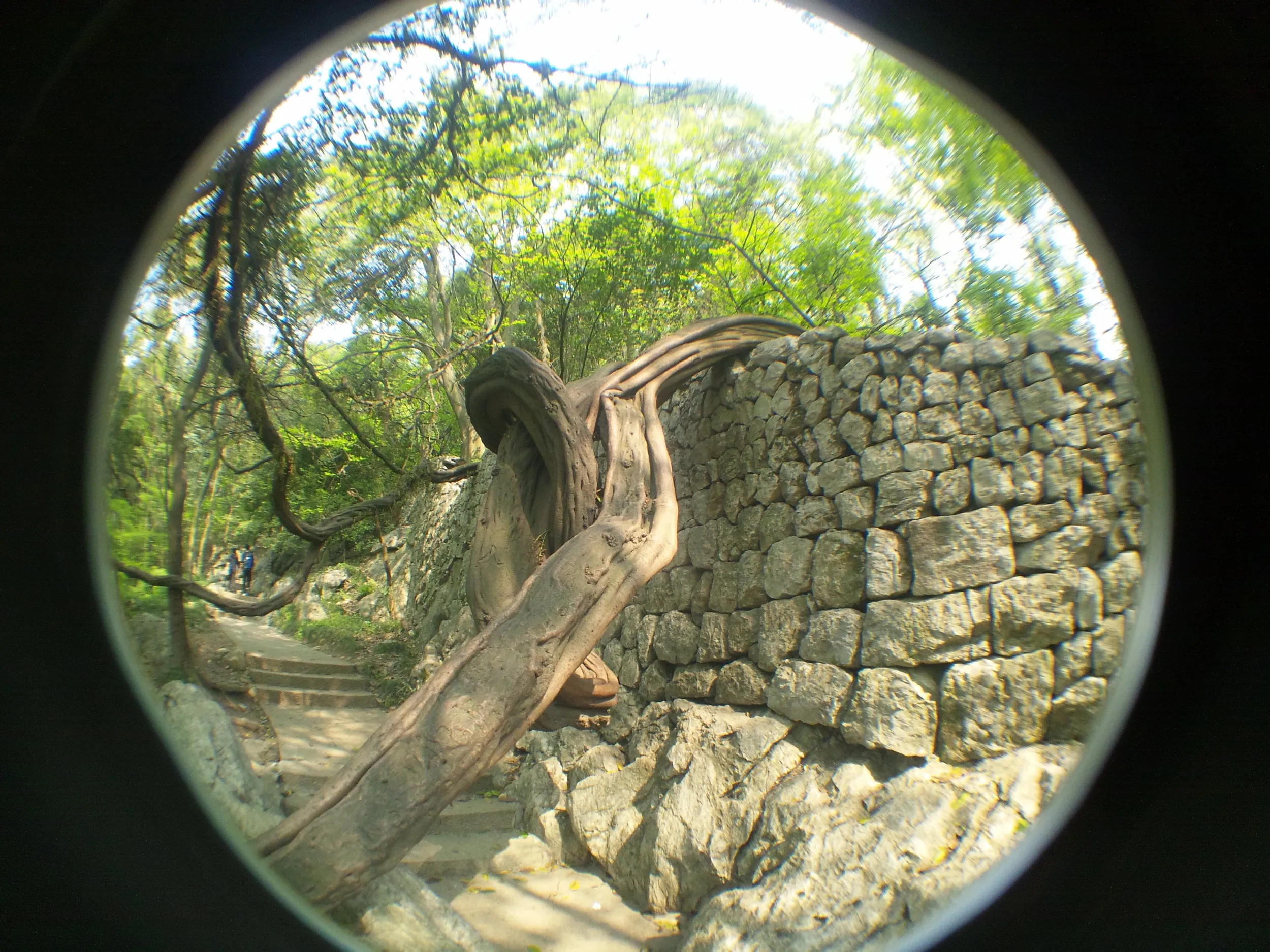 玉皇山へ登る。古木が沢山ある